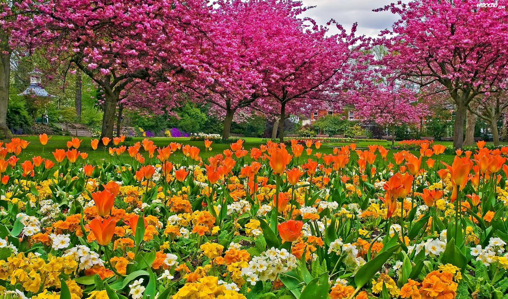 Park, Tulipany, Kwitnące, Drzewa, Wiosna