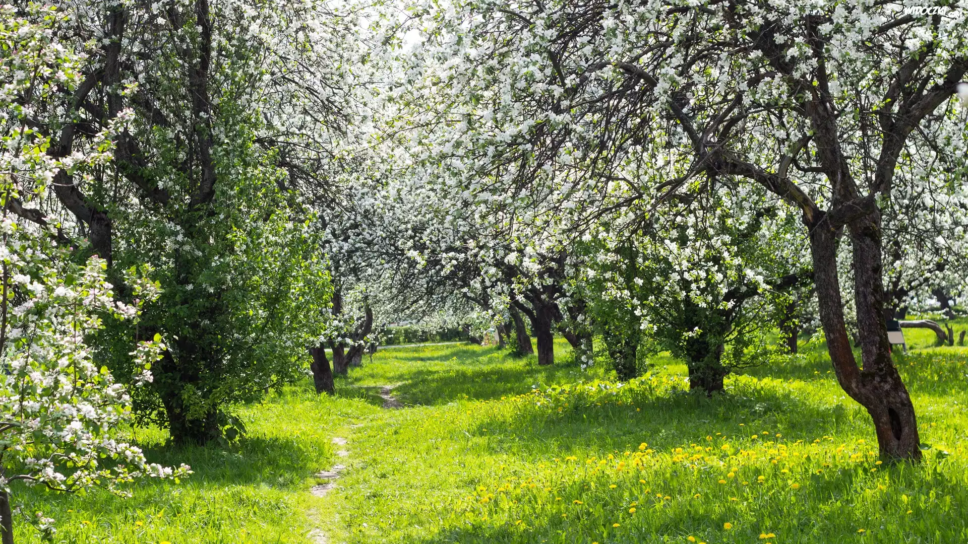 Park, Kwitnące, Drzewa, Wiosna