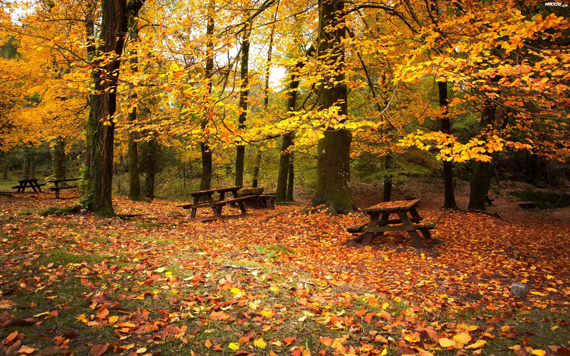 Park, Ławeczki, Liście, Drzewa, Jesień