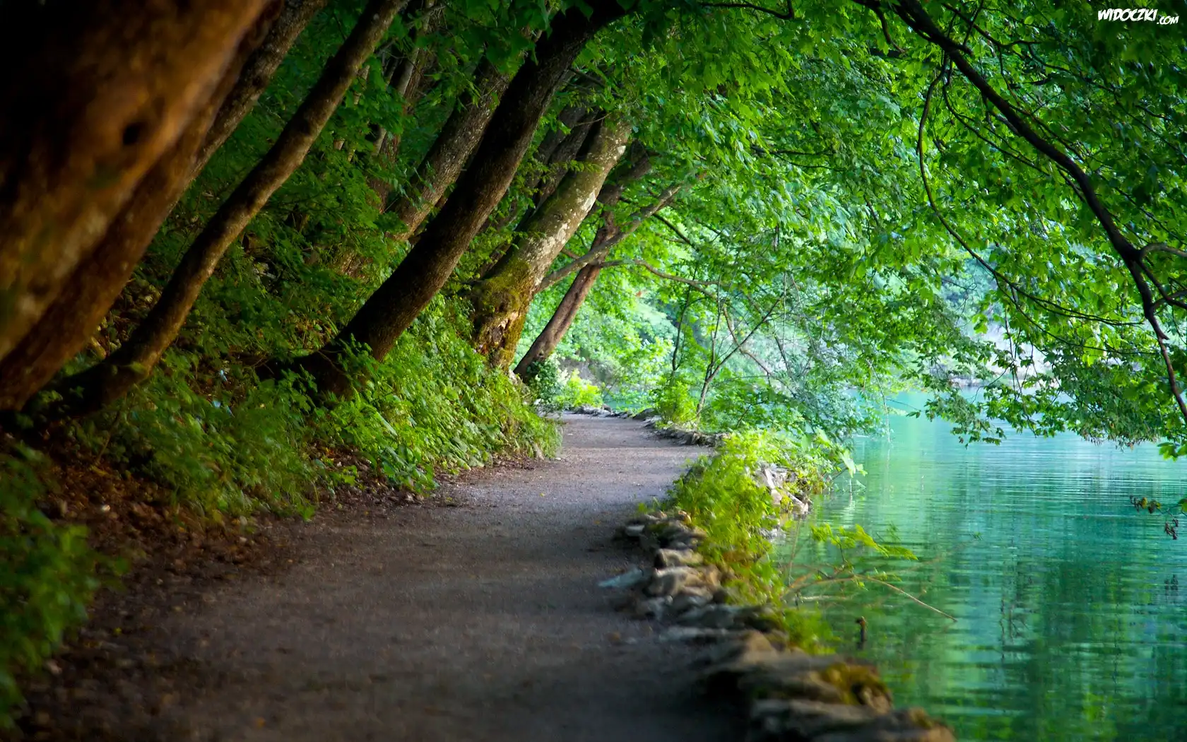 Park Narowodwy Plitwickie, Woda, Drzewa, Ścieżka
