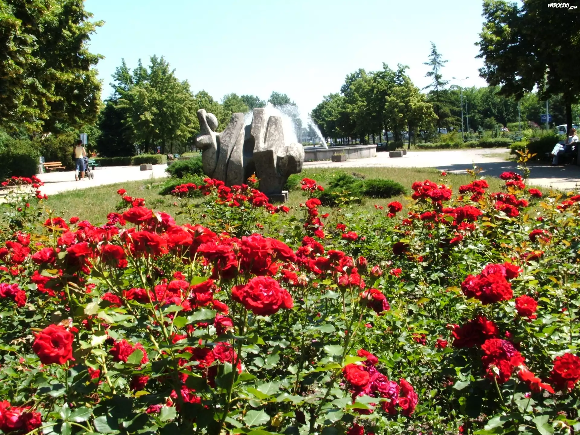 Park, Róże, Drzewa, Fontanna