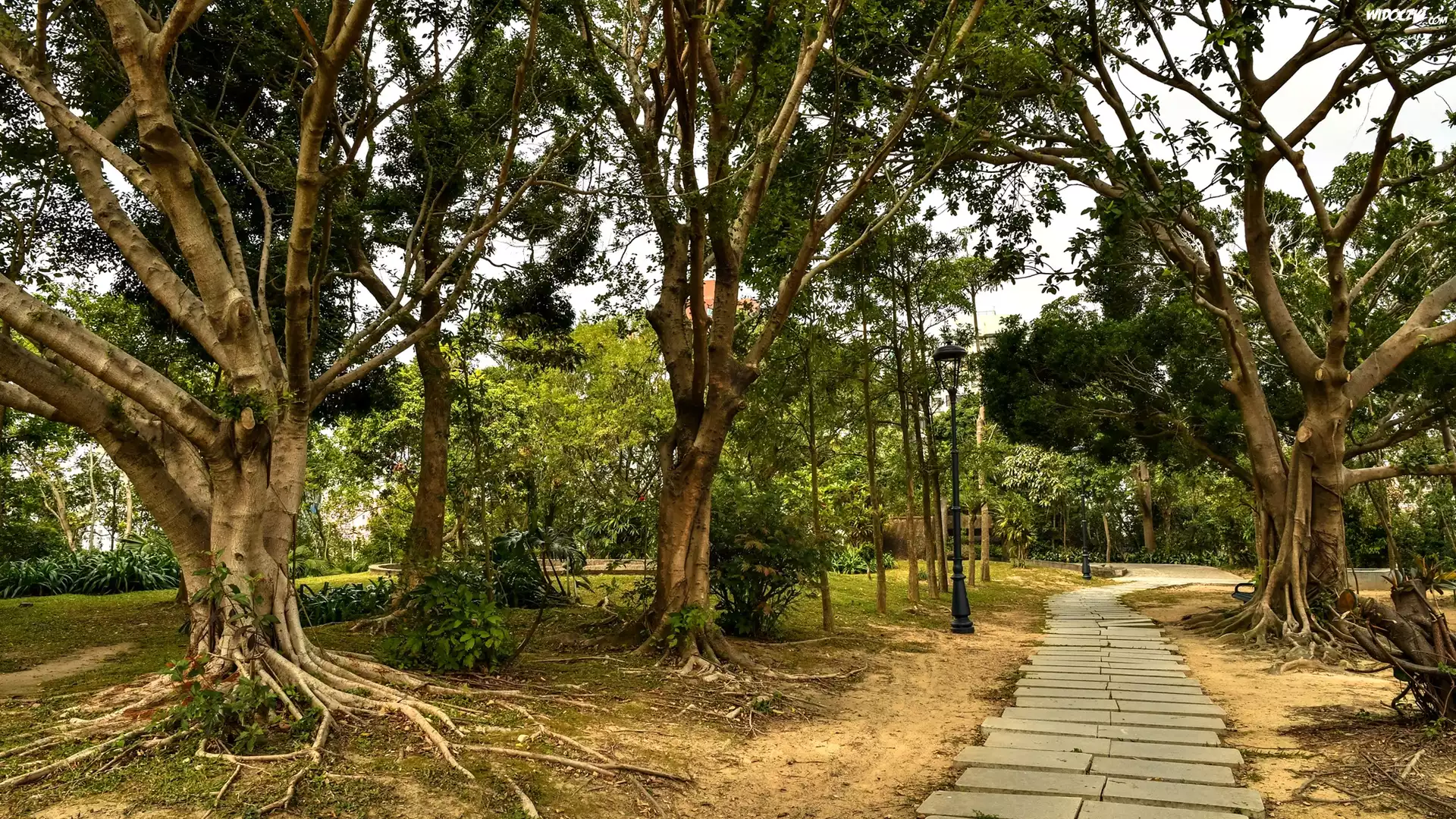Park, Rozłożyste, Drzewa, Ścieżka