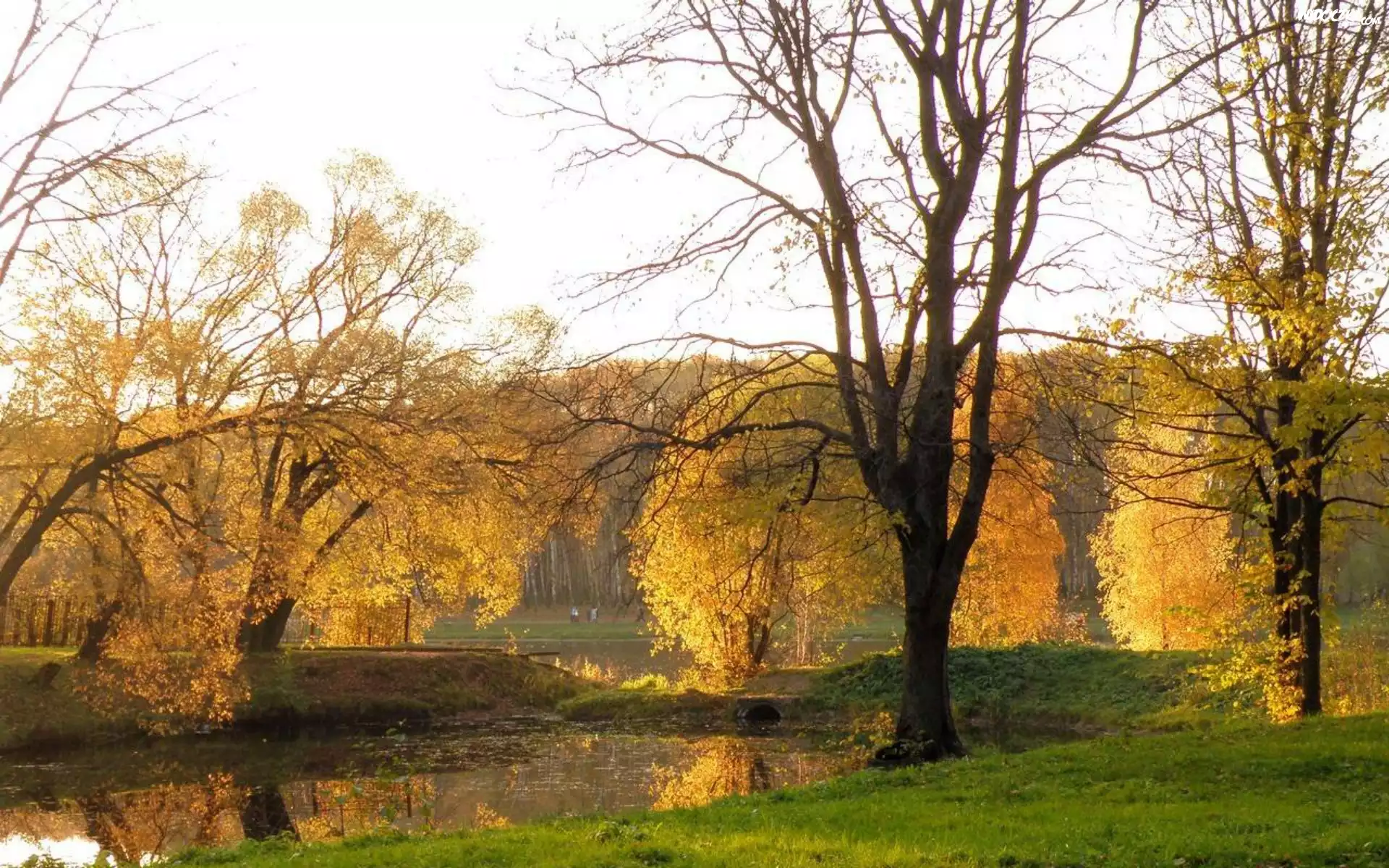 Park, Rzeka, Drzewa, Jesień
