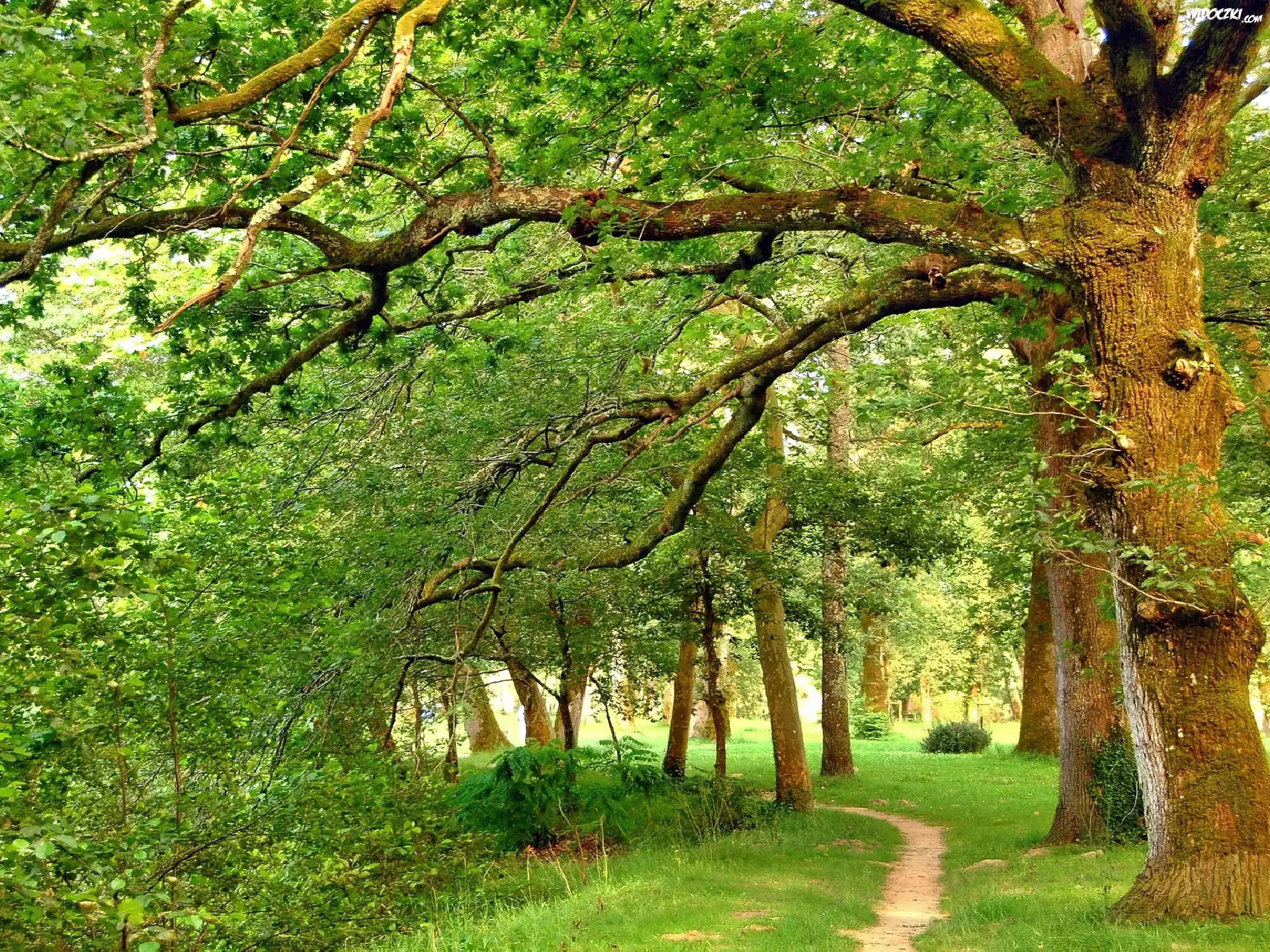 Park, Stare, Drzewa, Ścieżka