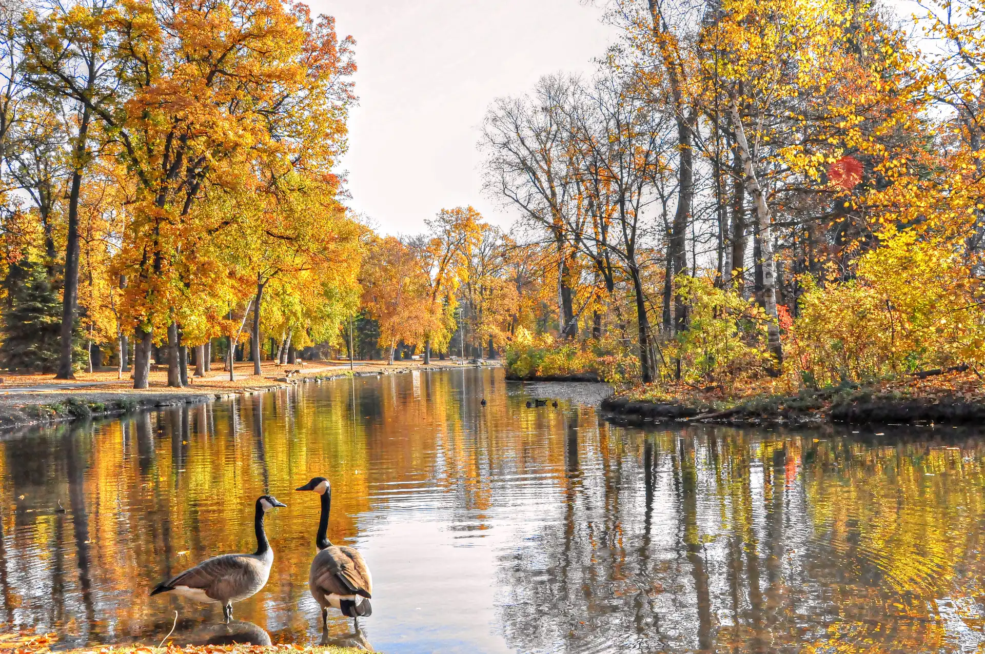 Park, Staw, Drzewa, Gęsi