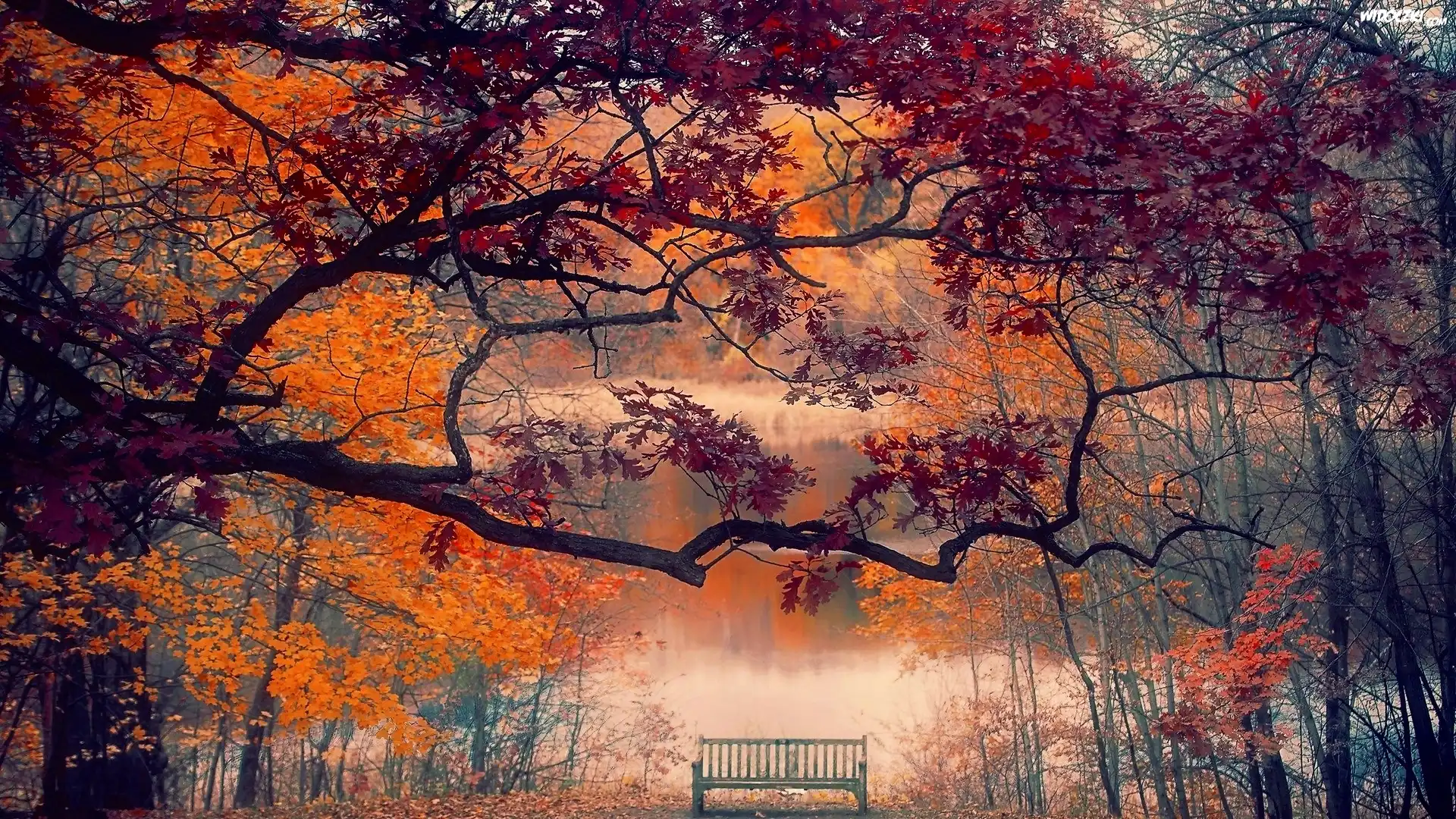 Park, Mgła, Staw, Drzewa, Ławka