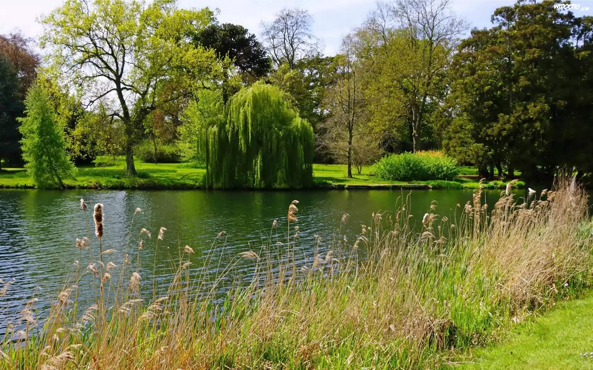 Park, Staw, Drzewa, Trawy