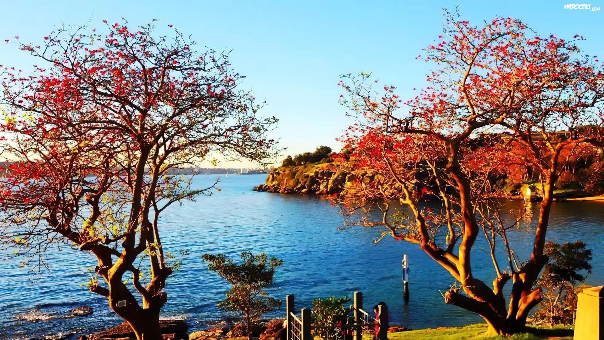 Park, Woda, Drzewa, Australia