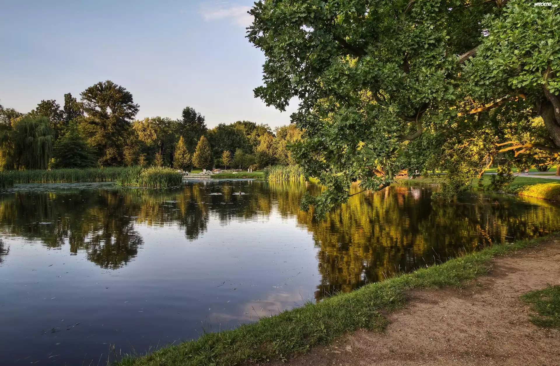 Park, Jezioro, Drzewo, Dróżka