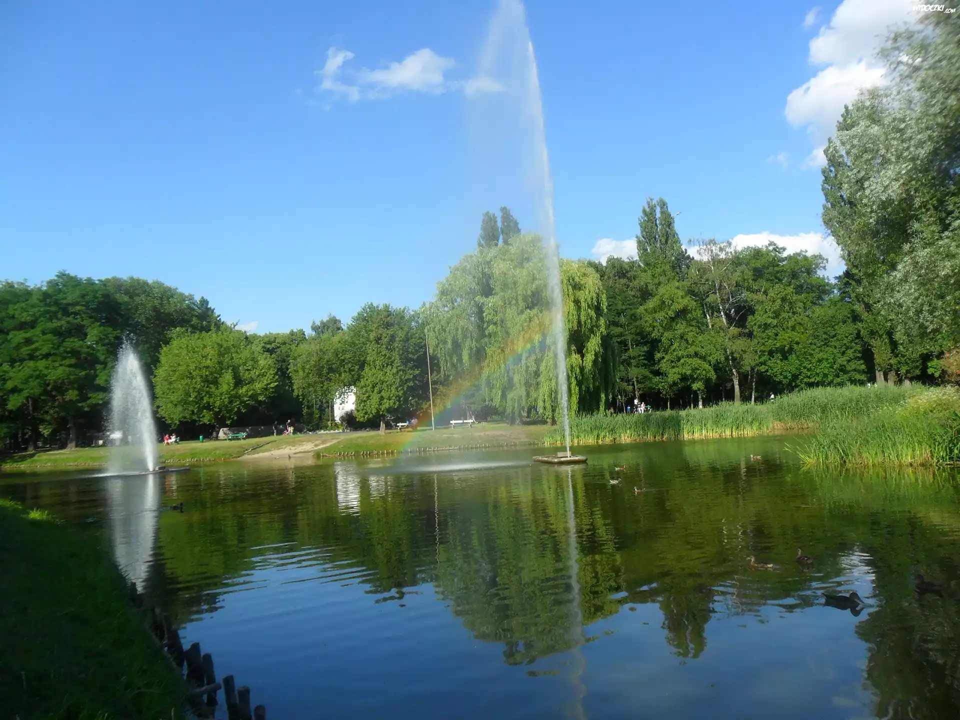 Park, Staw, Fontanna, Zieleń