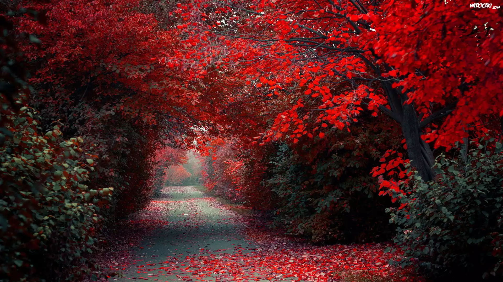 Park, Aleja, Jesień, Drzewa