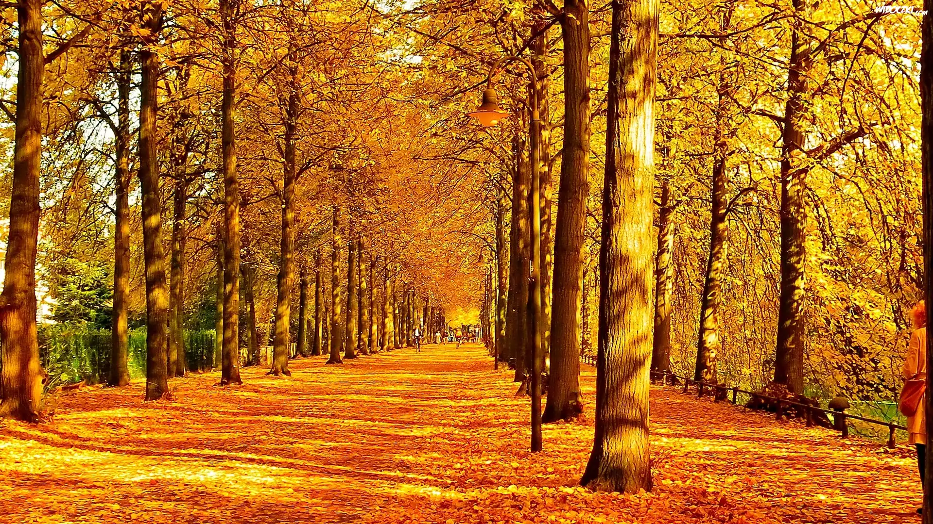 Jesień, Park, Aleja