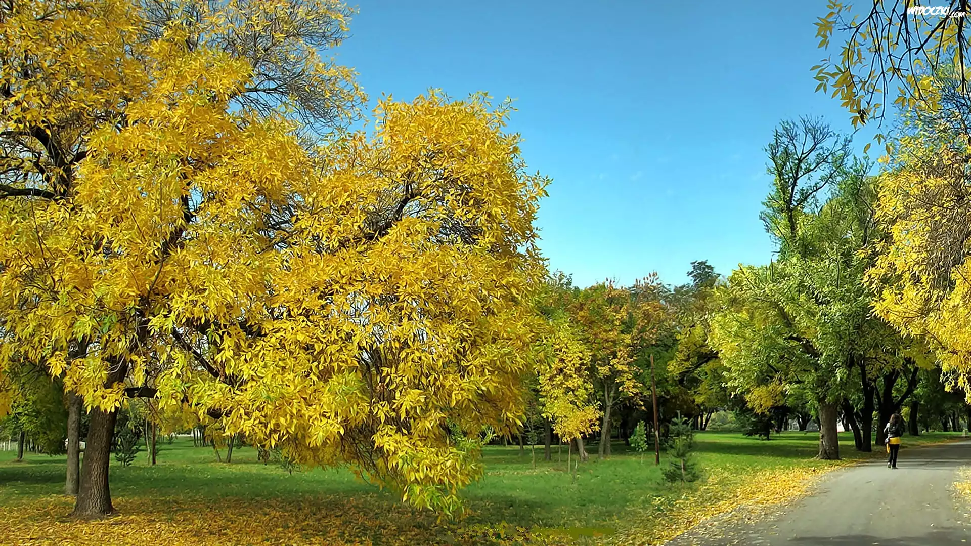 Jesień, Park, Alejka