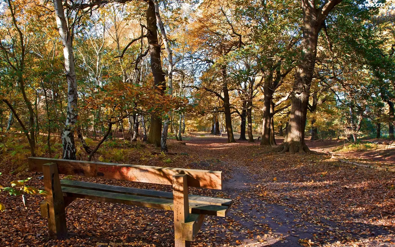 Jesień, Park, Ławeczka