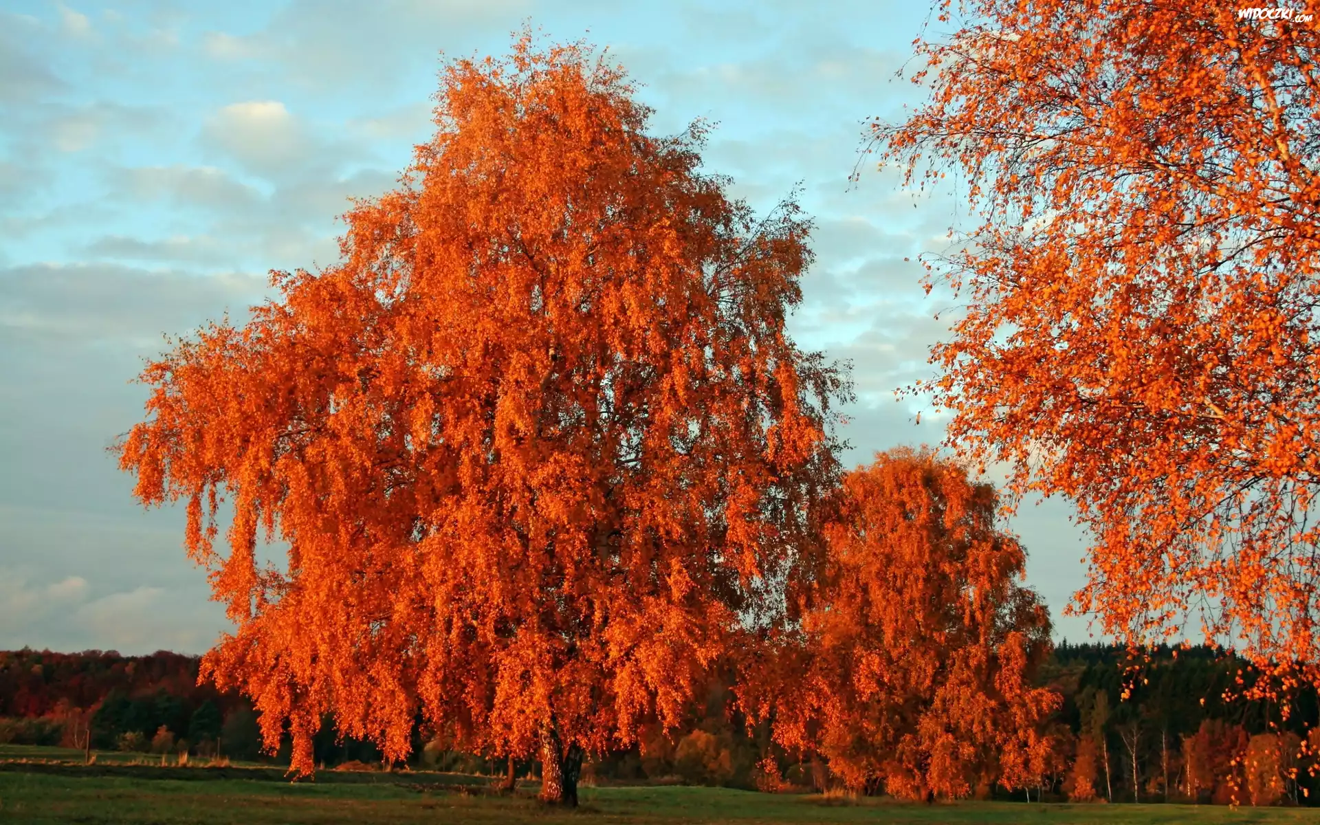 Jesień, Park, Drzewa
