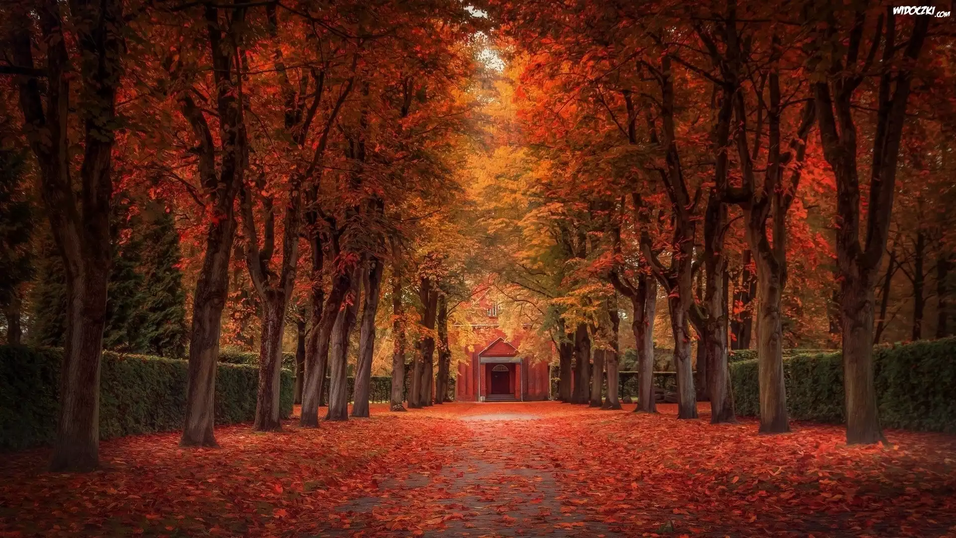 Park, Aleja, Drzewa, Jesień, Liście