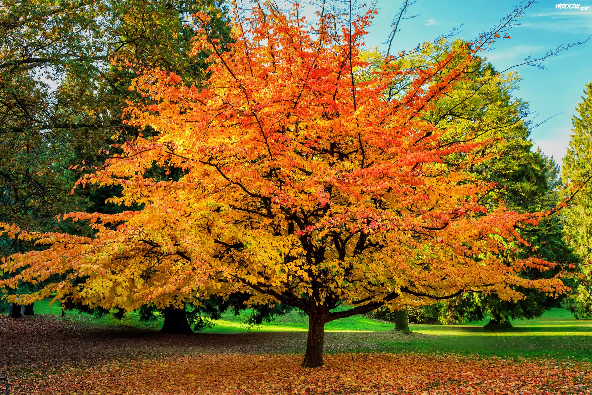 Park, Drzewa, Liście, Jesień, Niebo