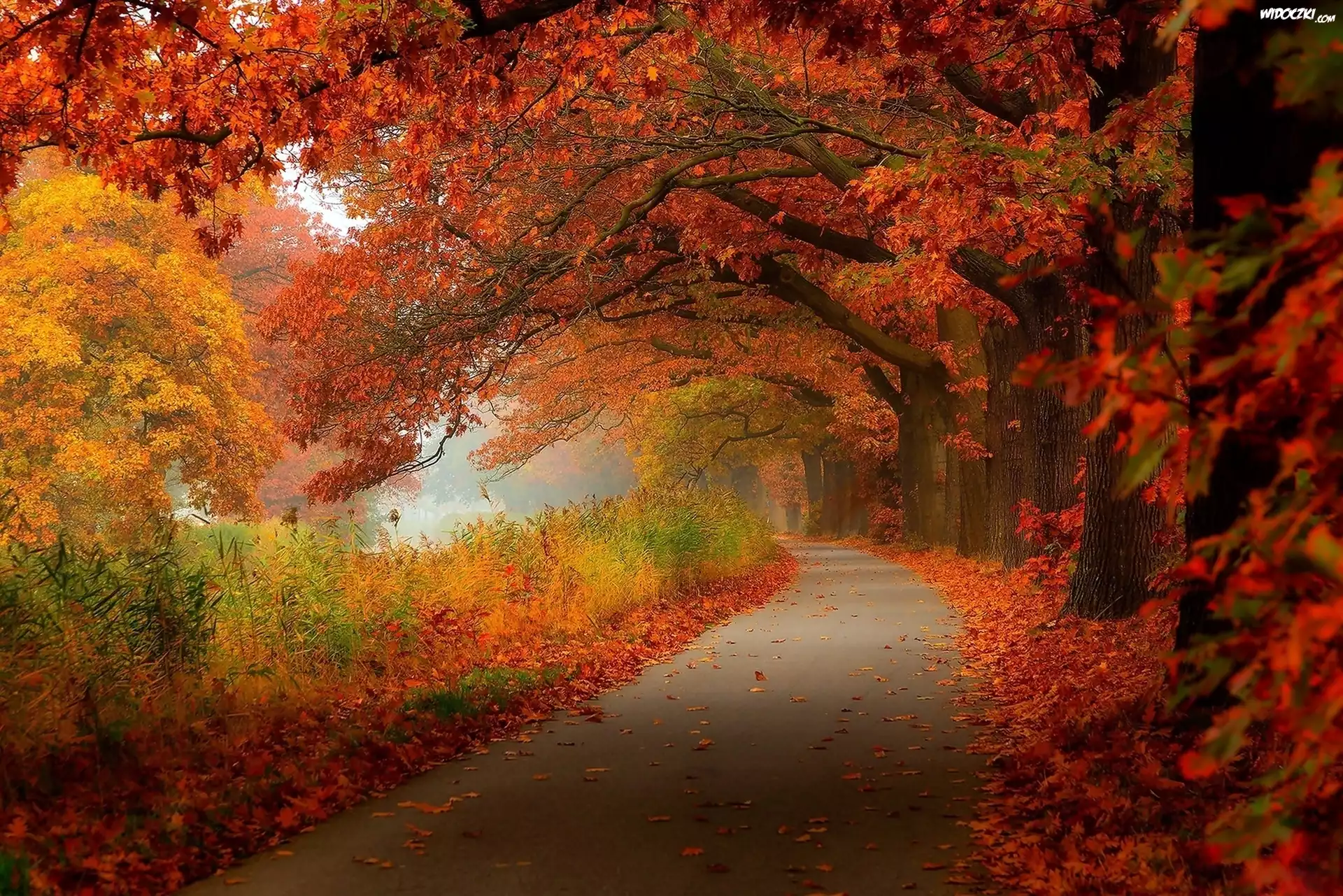 Jesień, Park, Mgła