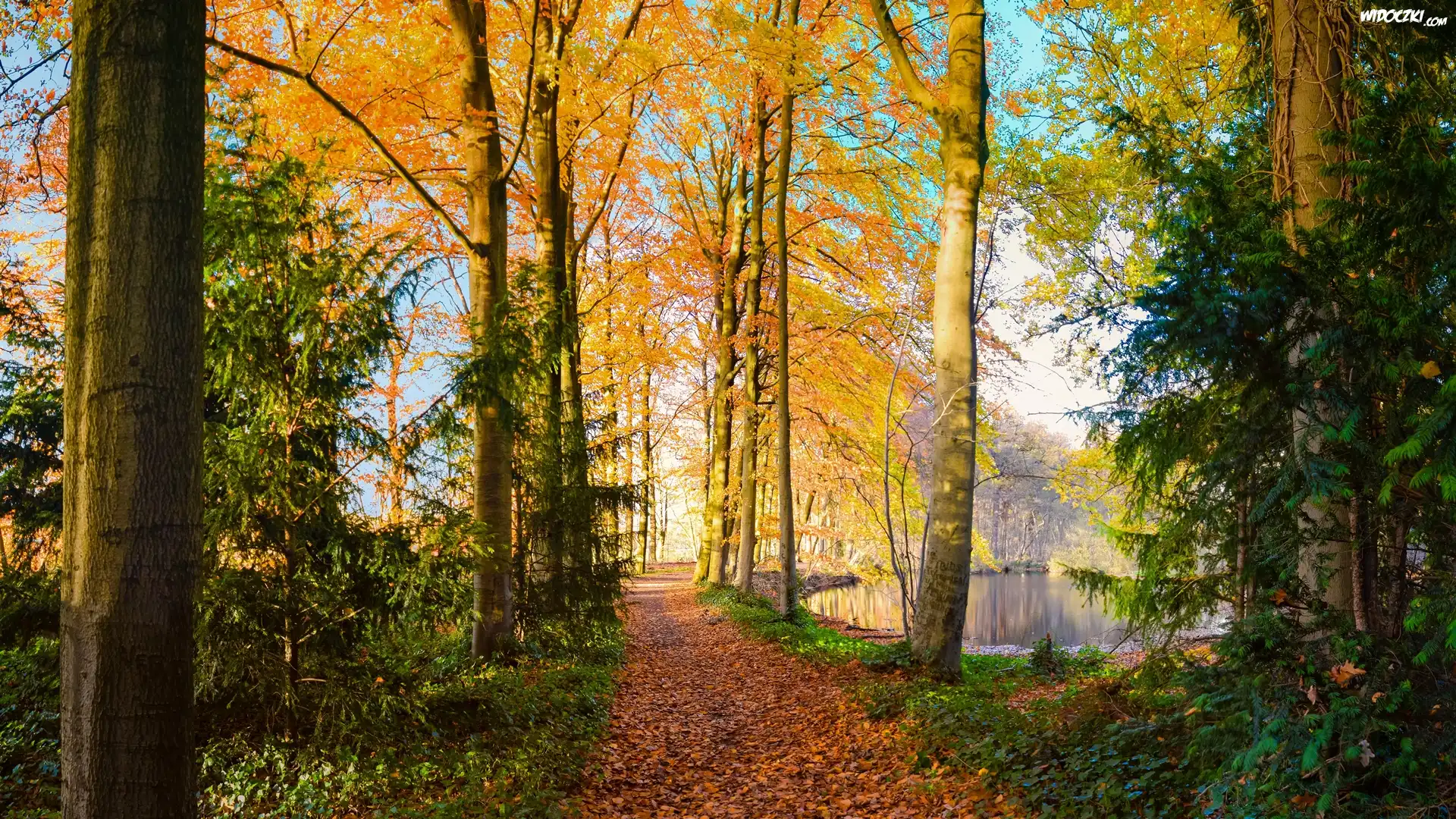 Park, Drzewa, Staw, Jesień, Ścieżka