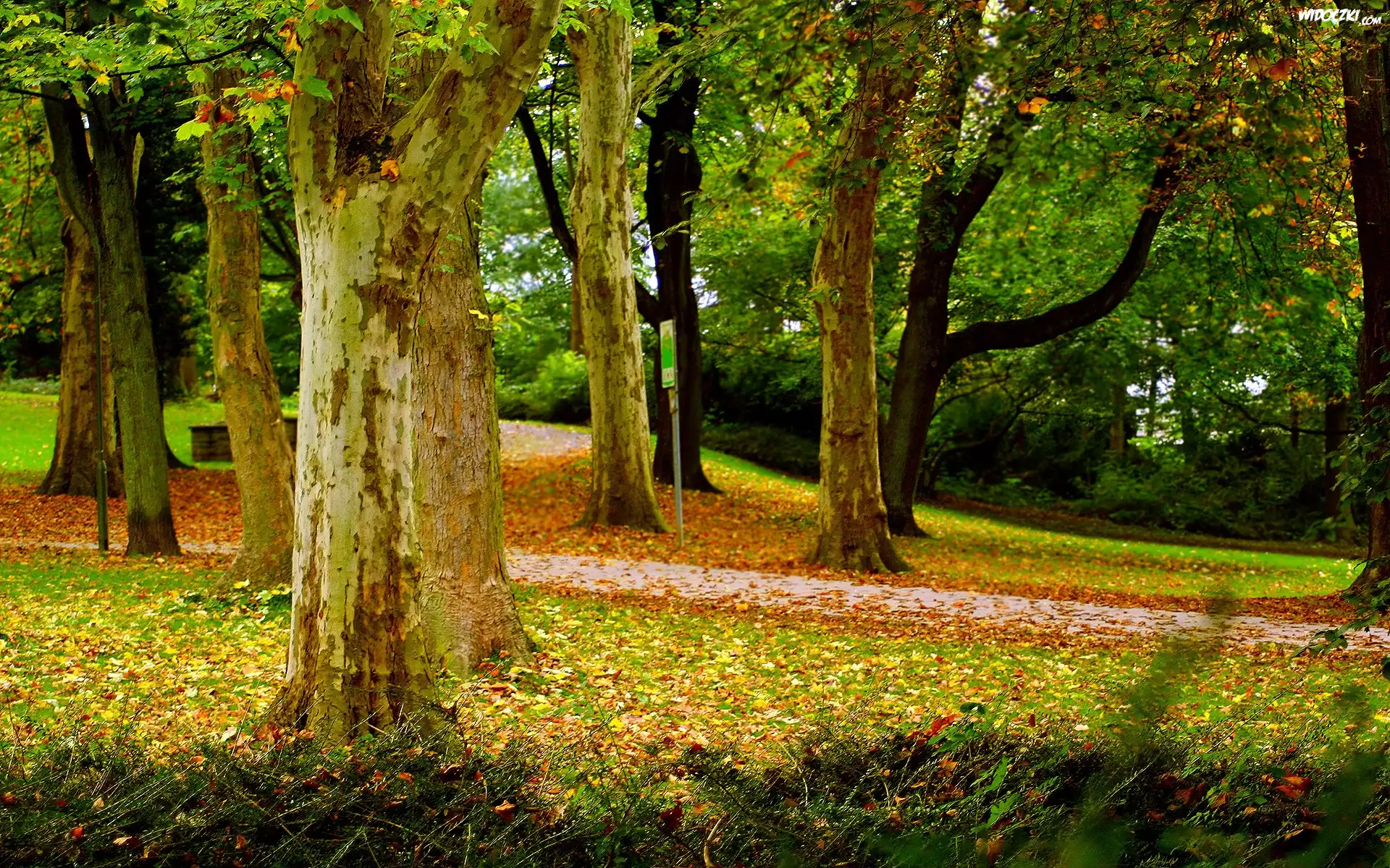 Jesienny, Park, Drzewa