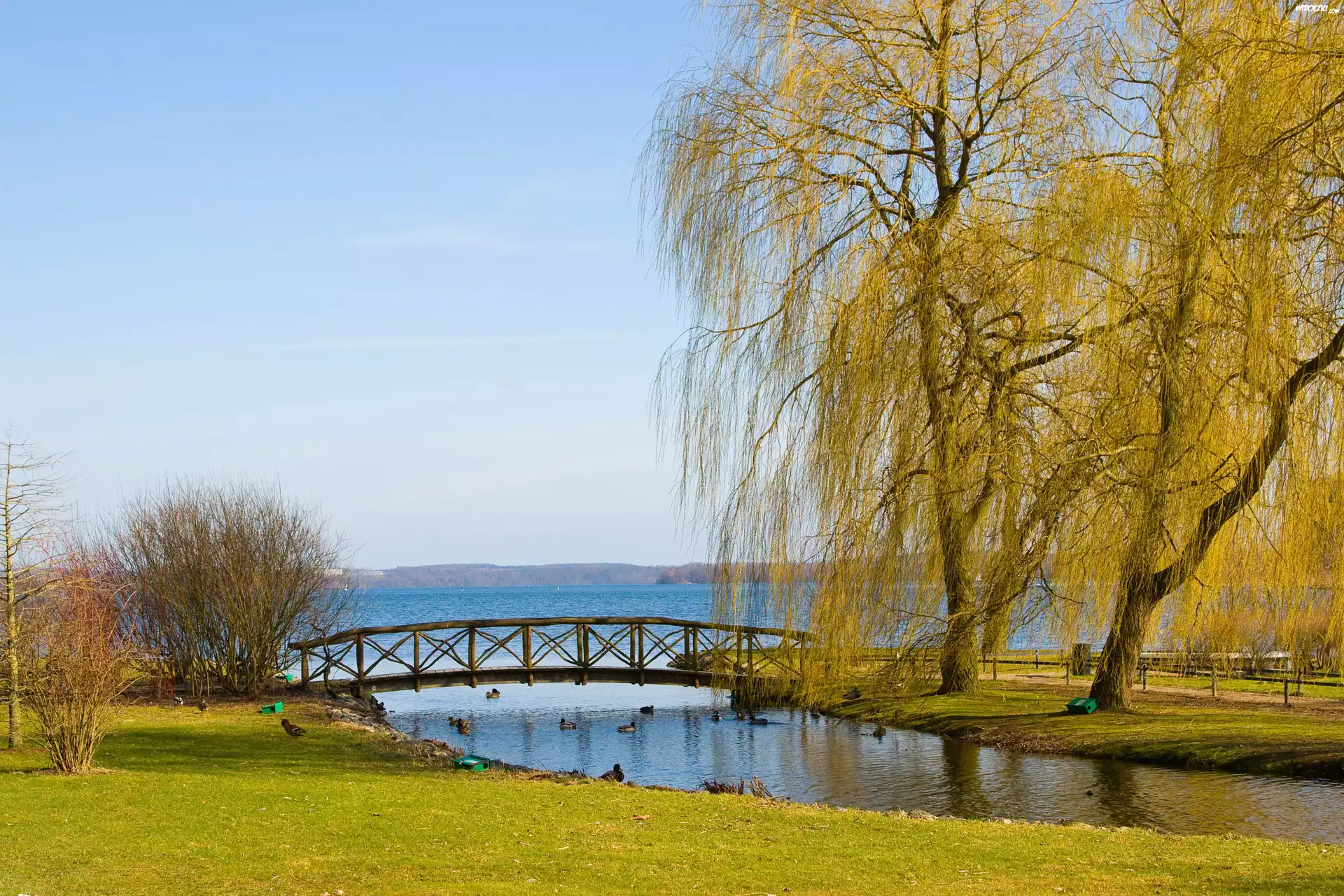 Park, Mostek, Jezioro, Wierzba