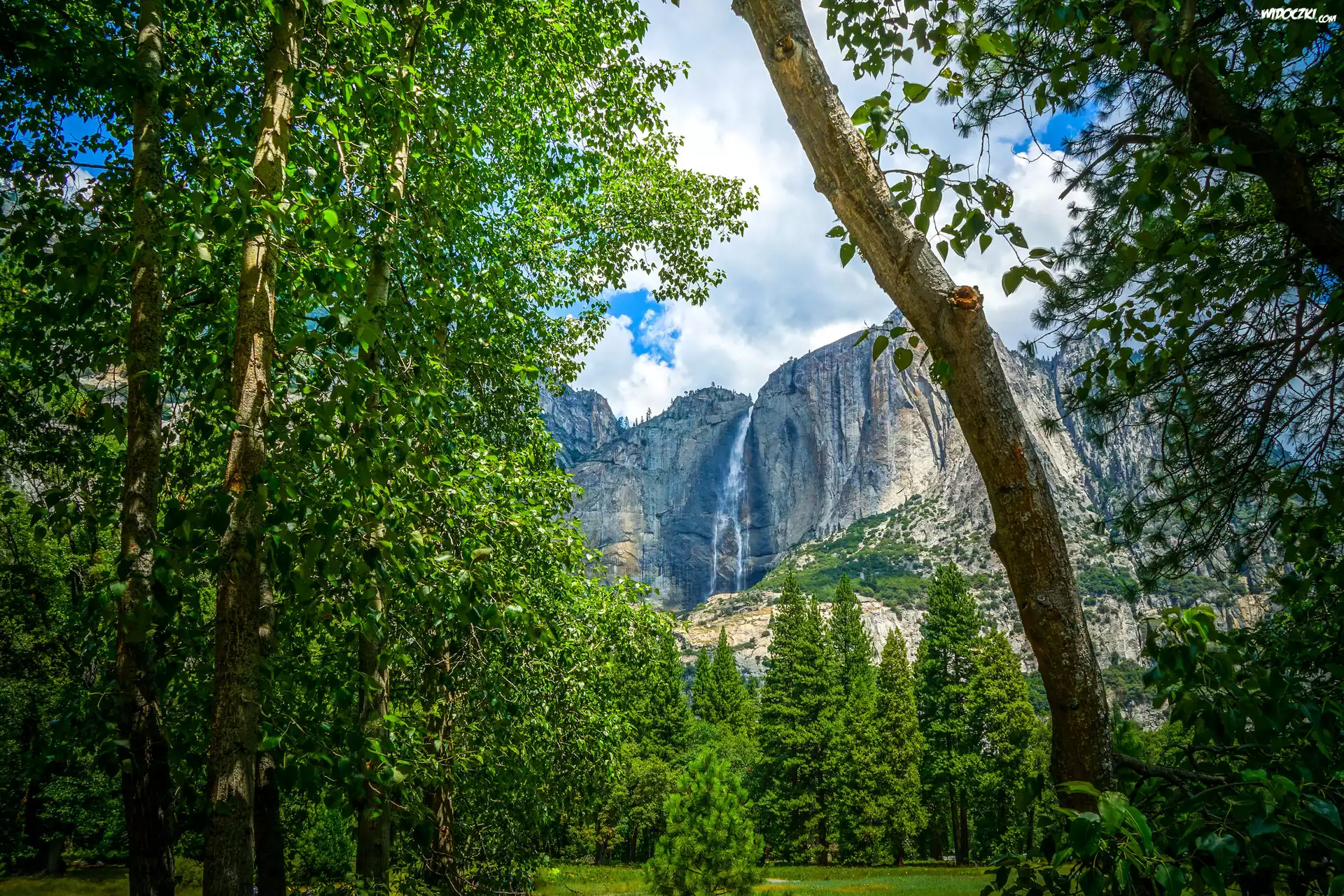 Stany Zjednoczone, Stan Kalifornia, Park Narodowy Yosemite, Las, Drzewa, Góry