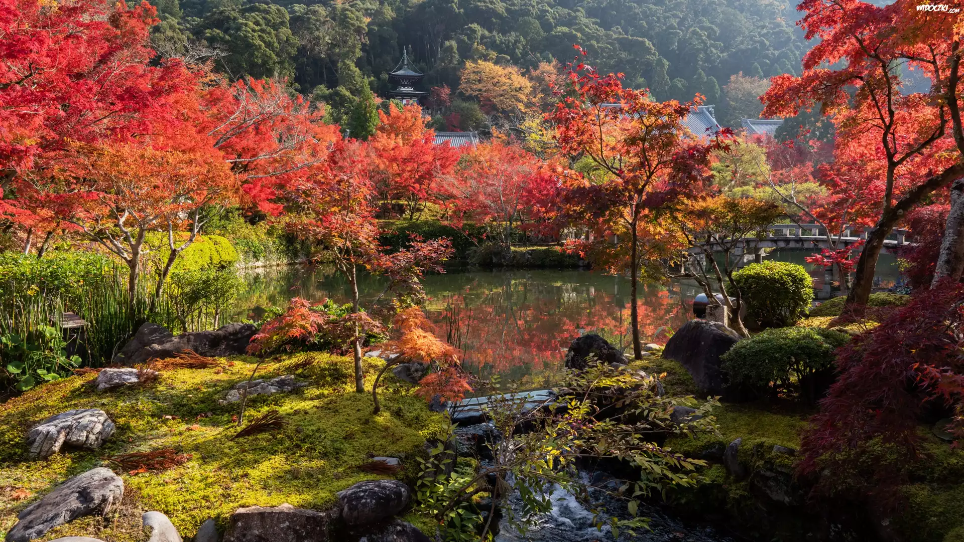 Park, Kolorowe, Drzewa, Staw, Kioto, Japonia