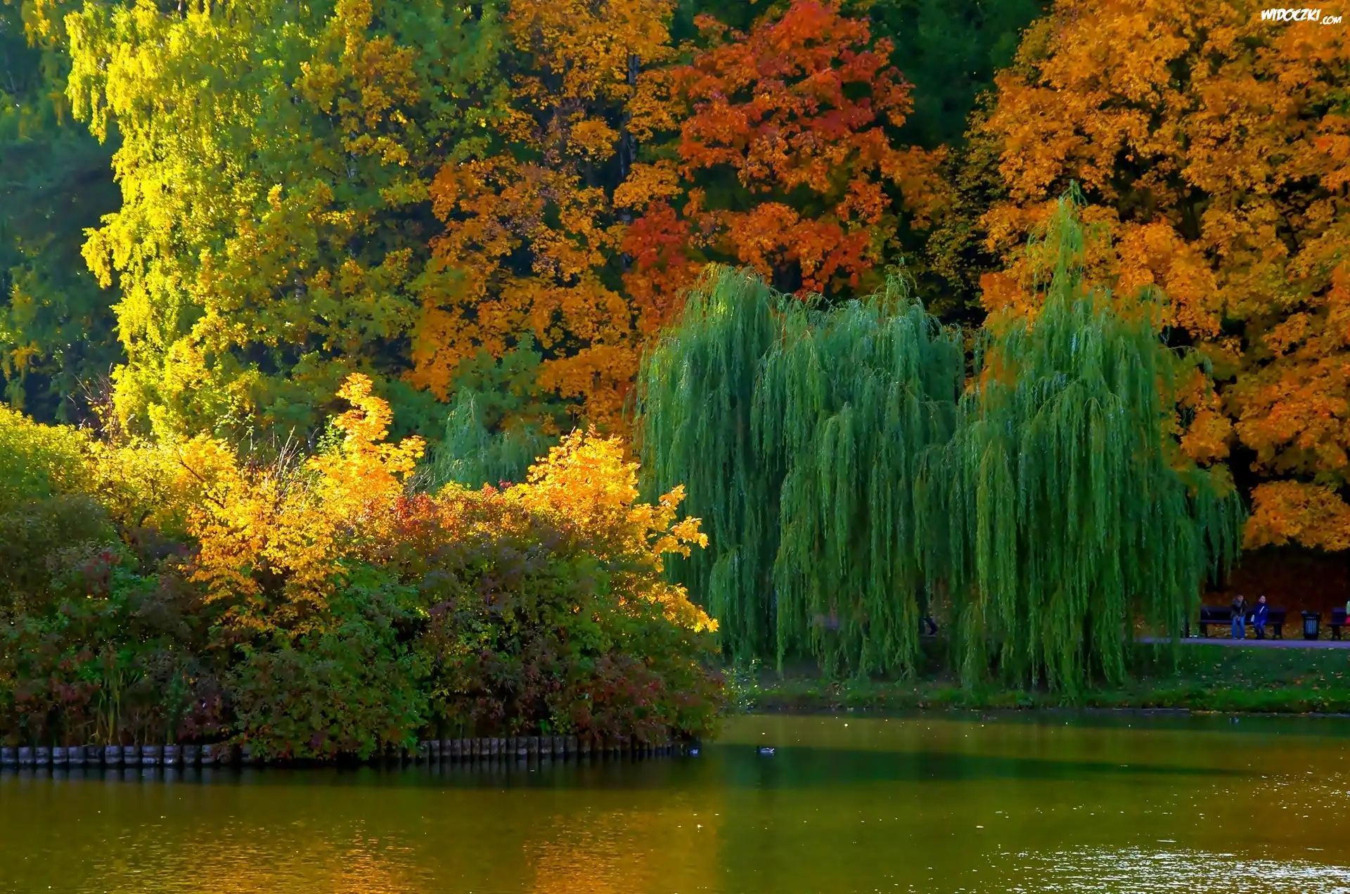 Park, Staw, Jesień, Kolorowe, Drzewa