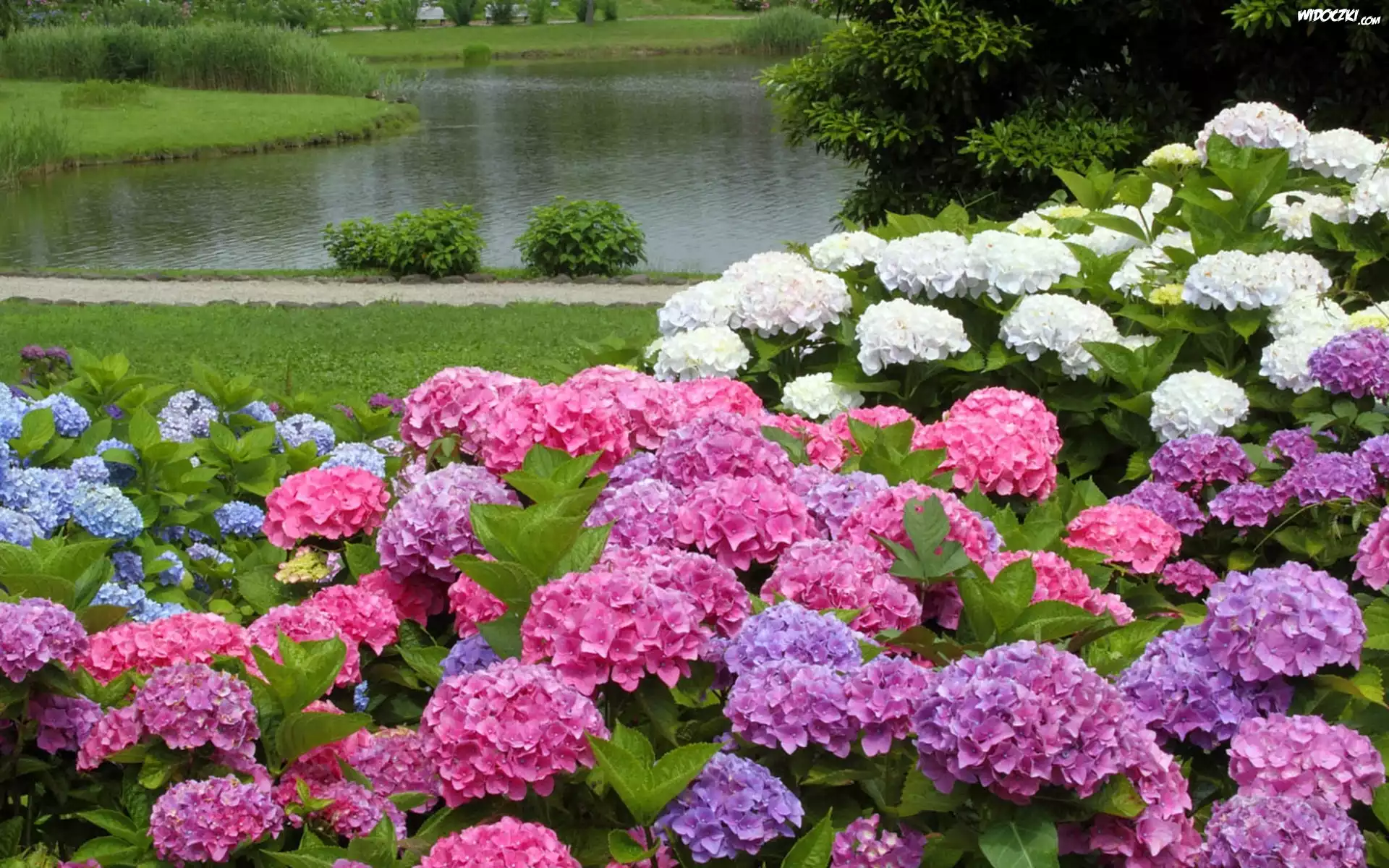 Park, Staw, Kolorowe, Hortensje