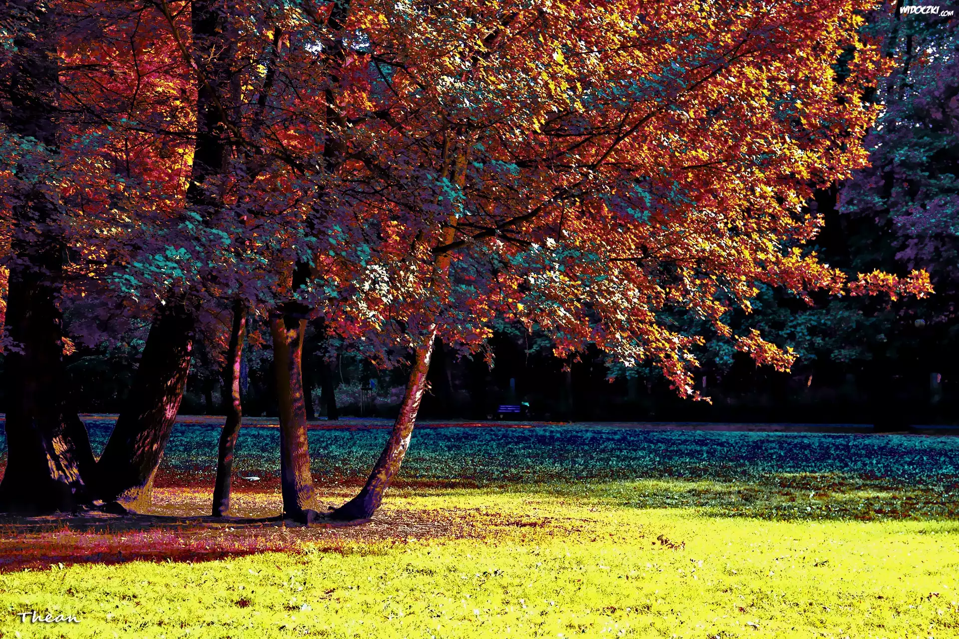 Kolorowy, Park, Drzewa