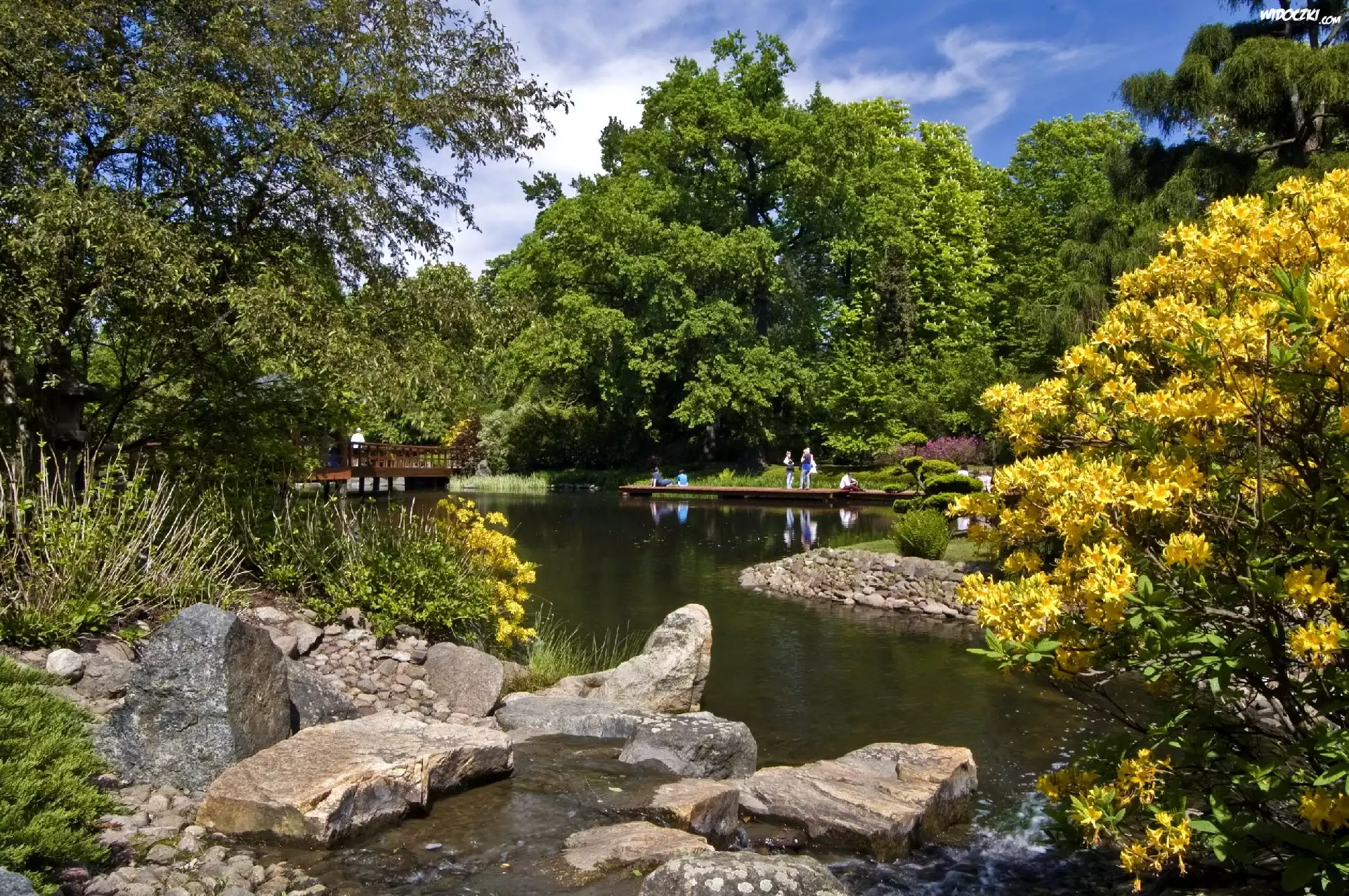 Park, Drzewa, Krzewy, Wiosna