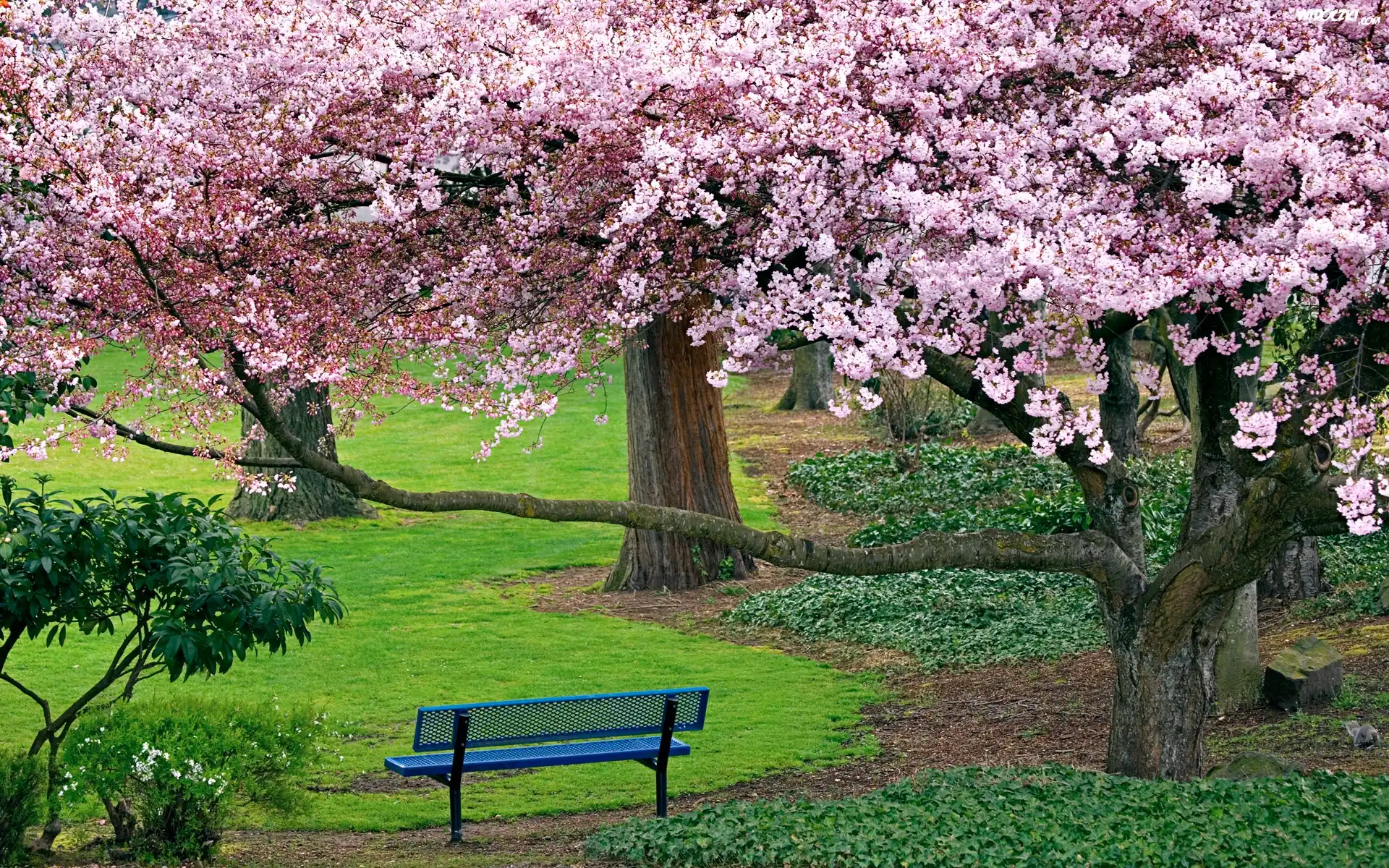 Park, Ławeczka, Kwitnące, Drzewa