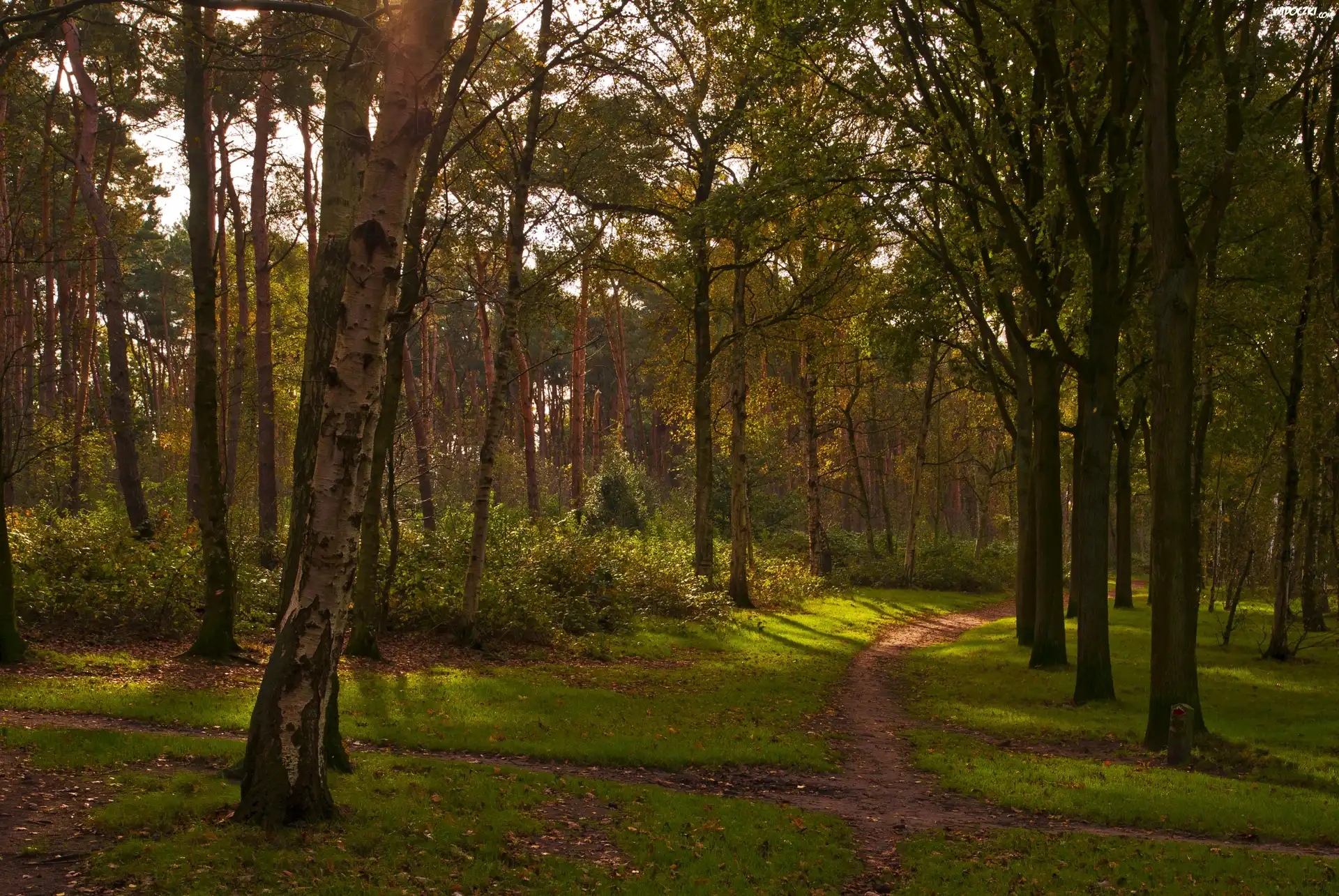 Las, Park, Ścieżka