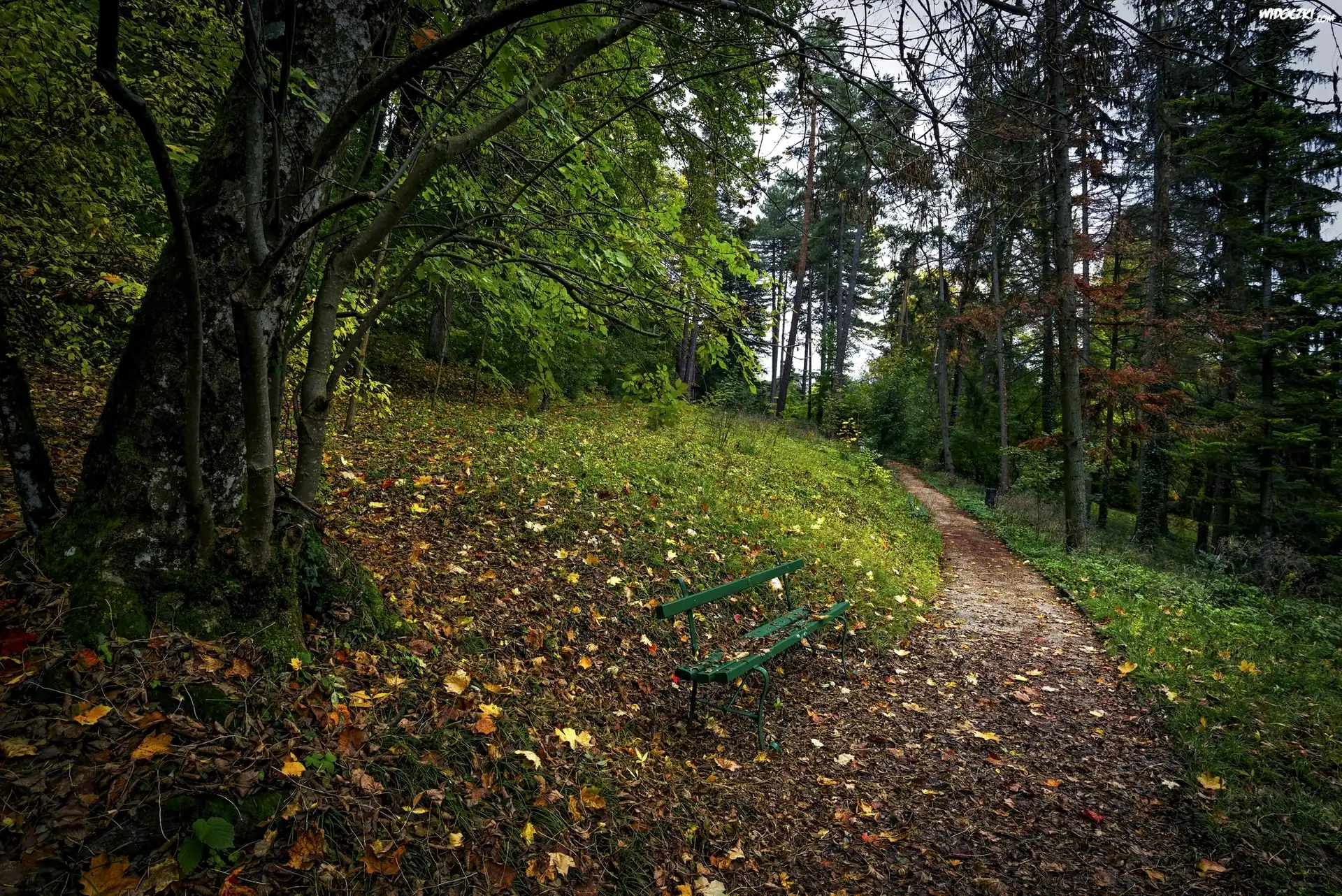 Park, Drzewa, Alejka, Liście, Ławka