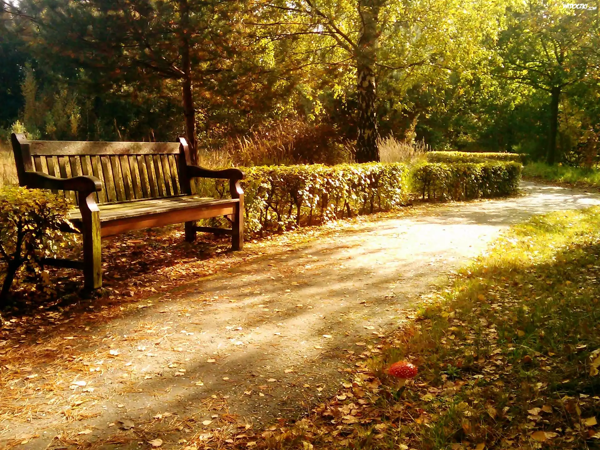 Park, Aleja, Ławeczka, Opadłe, Liście, Muchomór