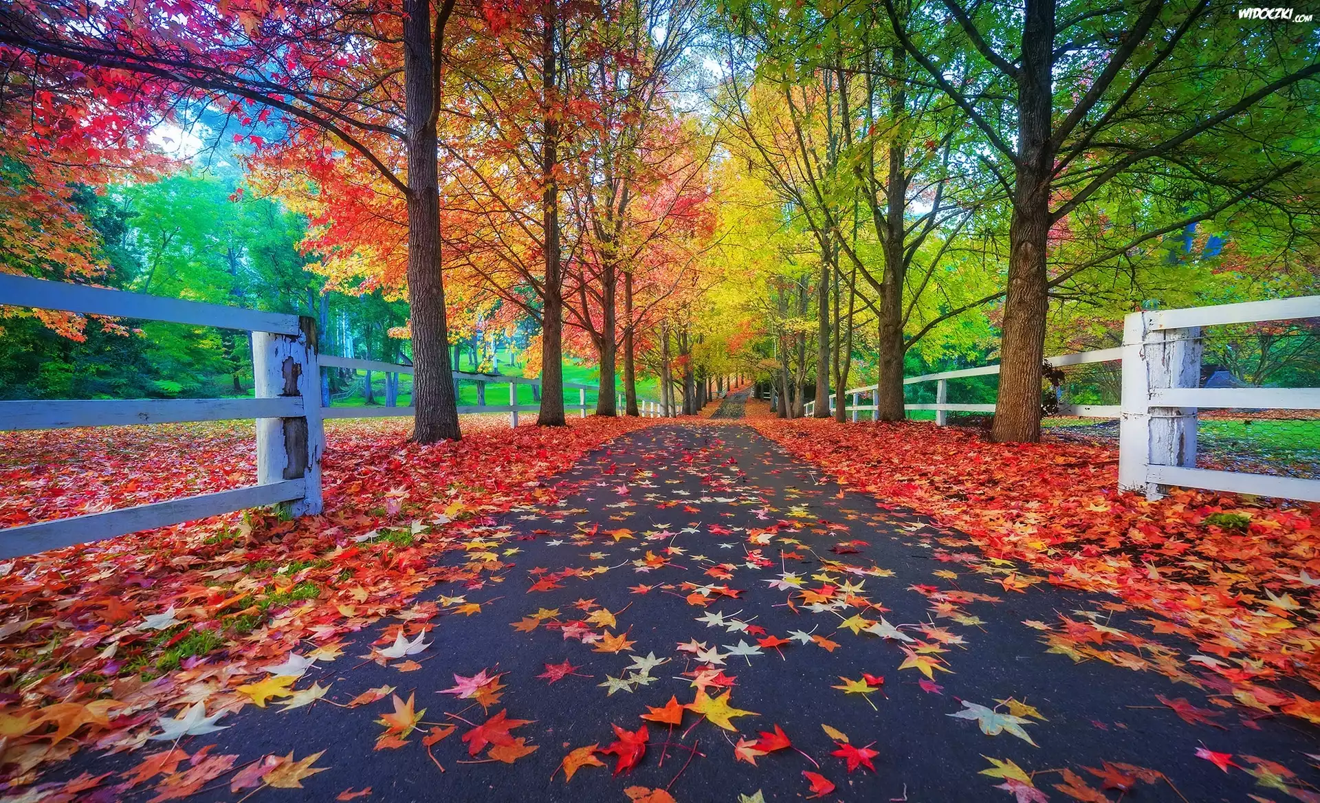 Park, Drzewa, Droga, Jesień, Liście, Ogrodzenie