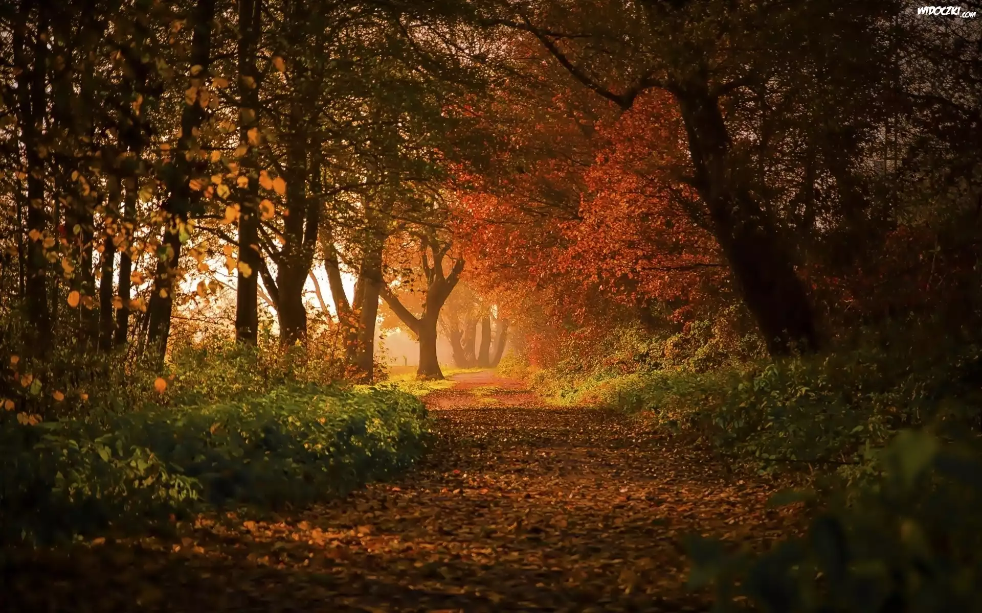 Park, Aleja, Drzewa, Liście, Jesień