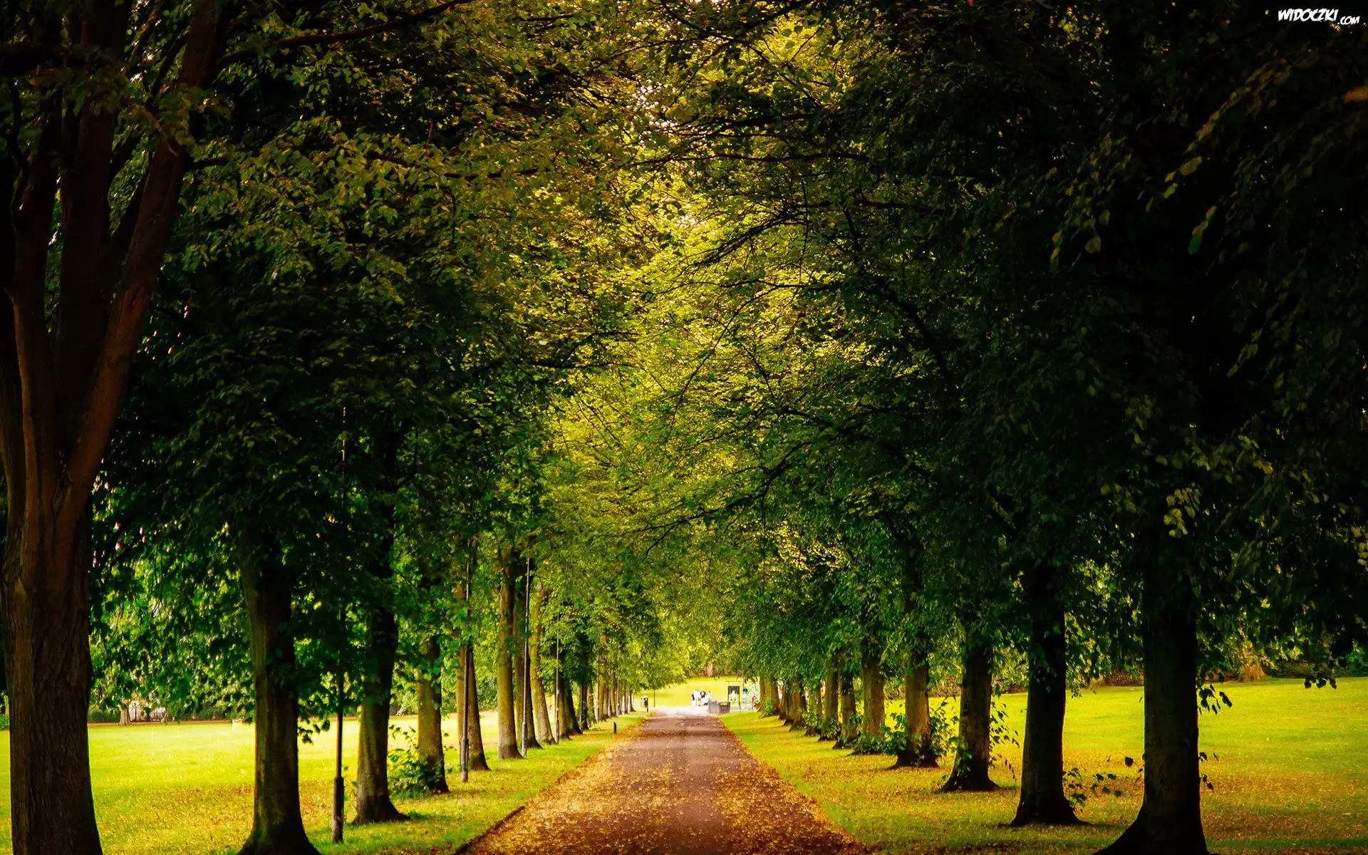 Park, Aleja, Drzewa, Liście, Jesień