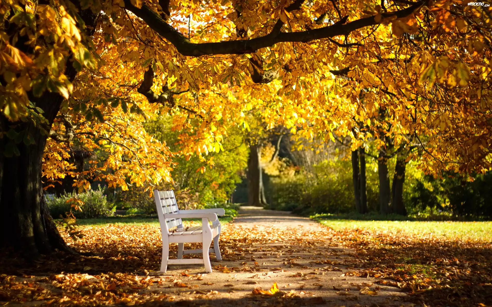 Park, Ławka, Drzewa, Liście, Jesień