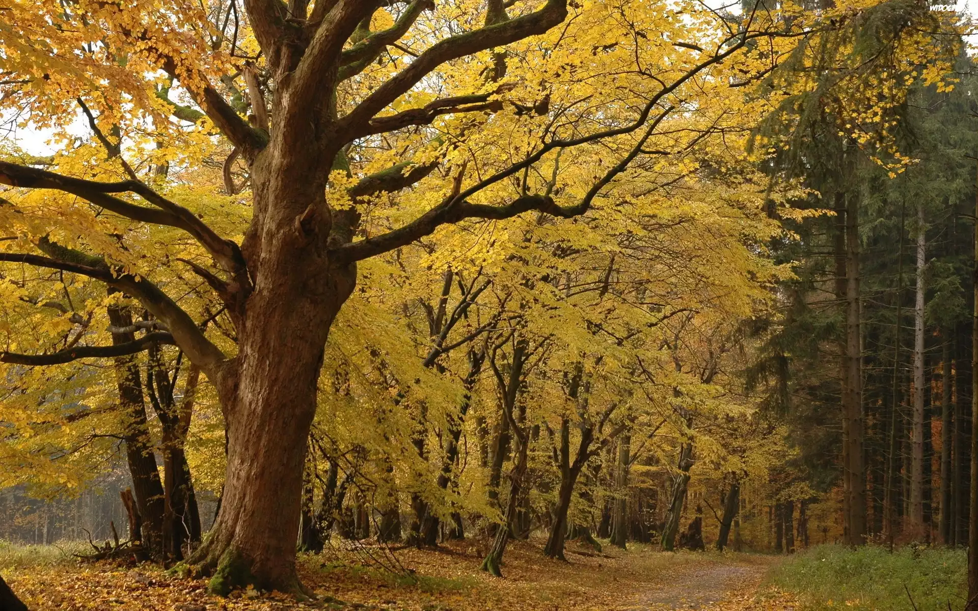 Park, Drzewa, Liście, Jesień