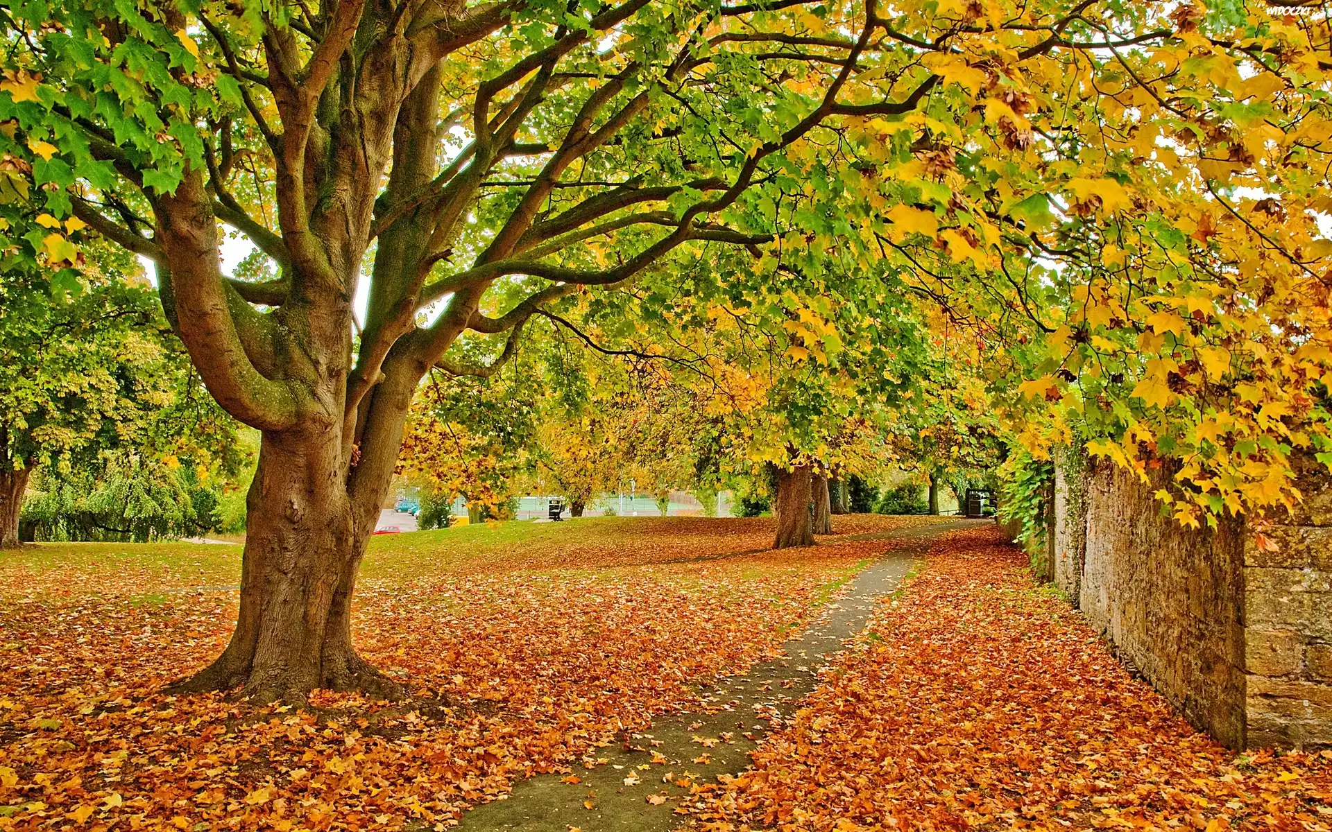 Park, Drzewa, Liście, Jesień