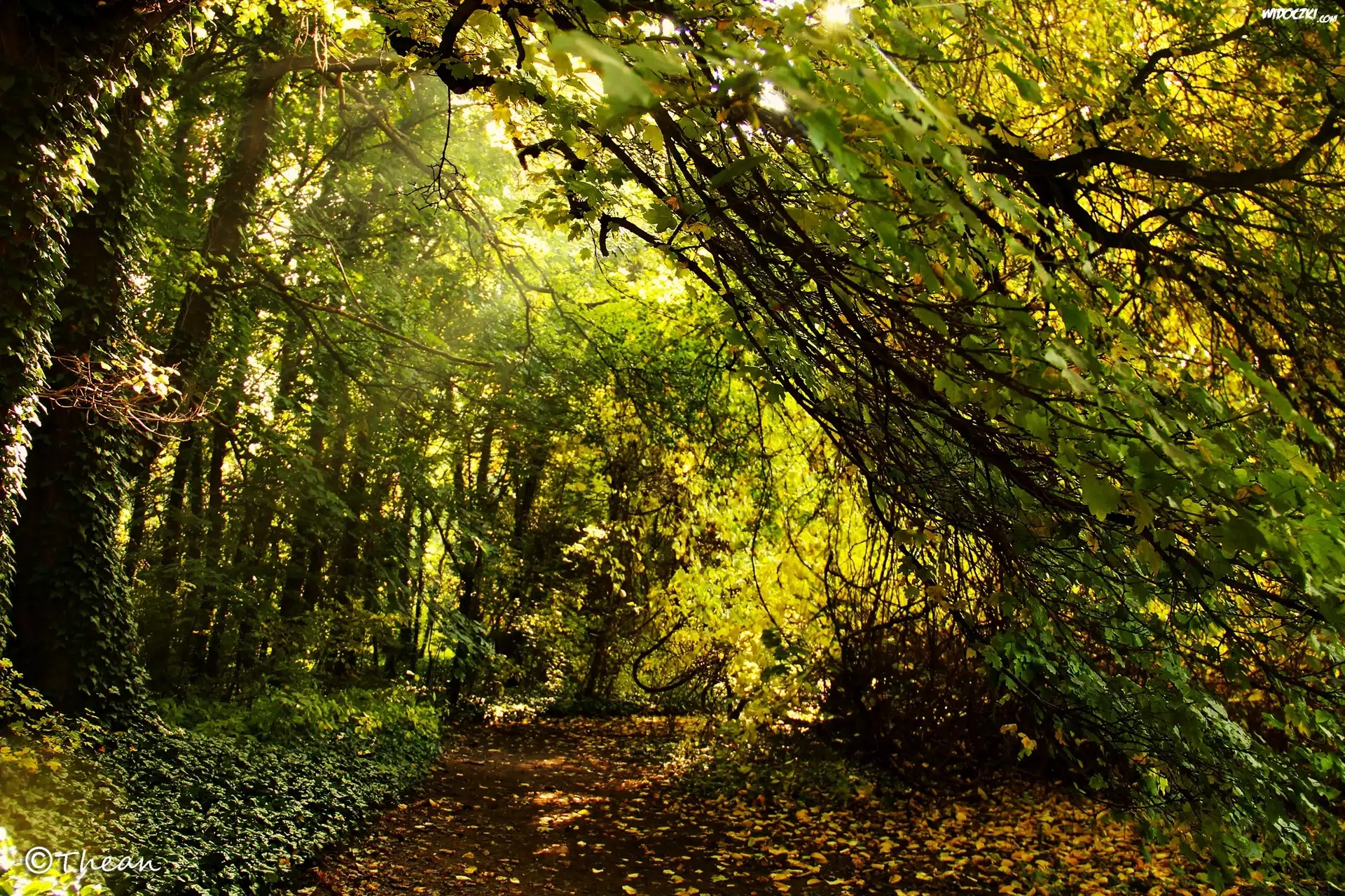 Park, Drzewa, Liście, Jesień