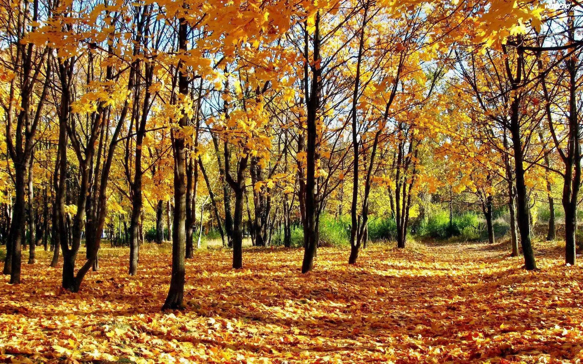Park, Drzewa, Liście, Jesień