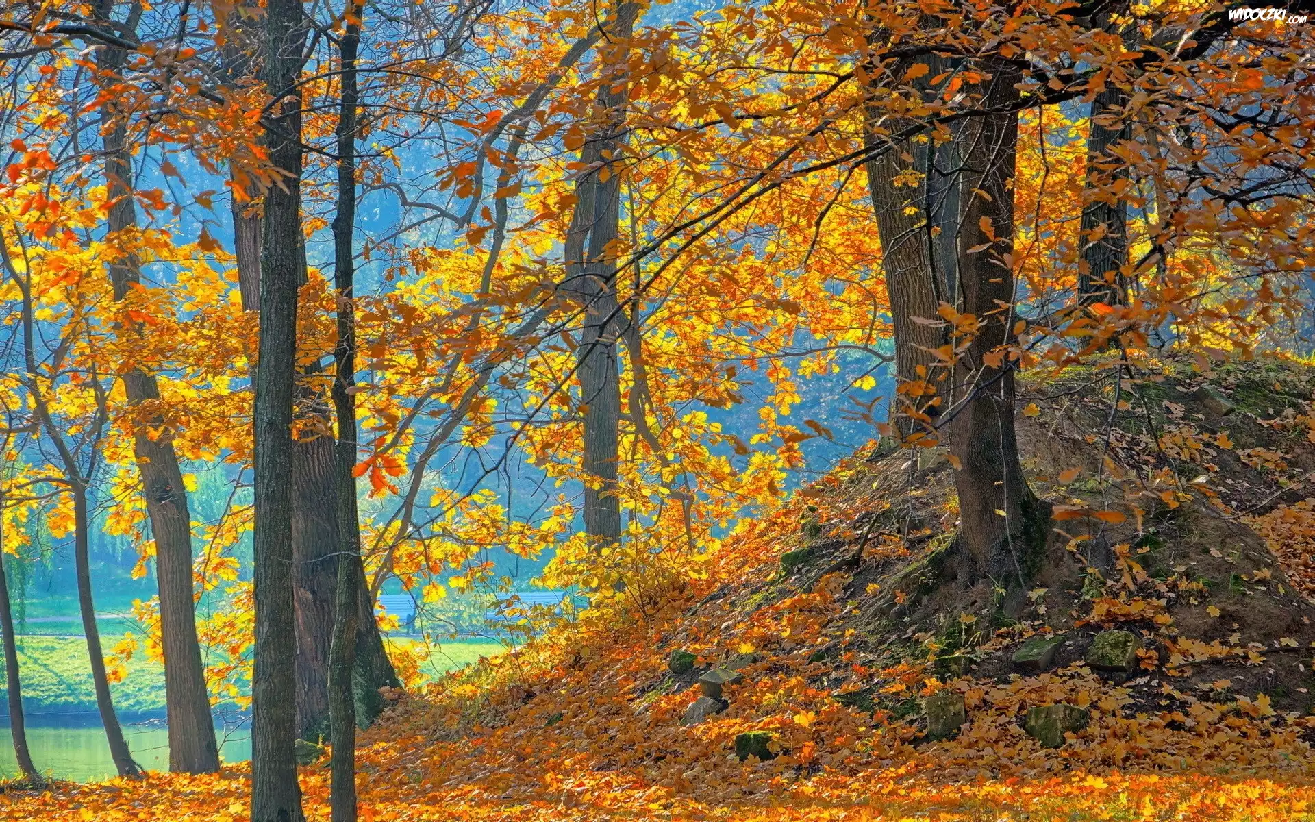 Park, Rzeka, Drzewa, Liście, Jesień