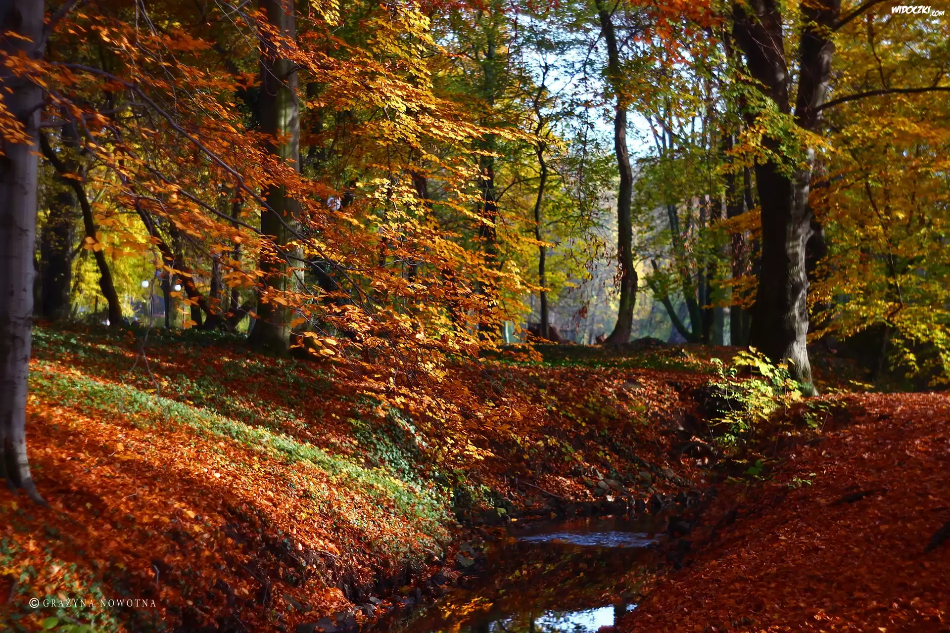 Park, Jesień, Kolorowe, Liście, Drzewa