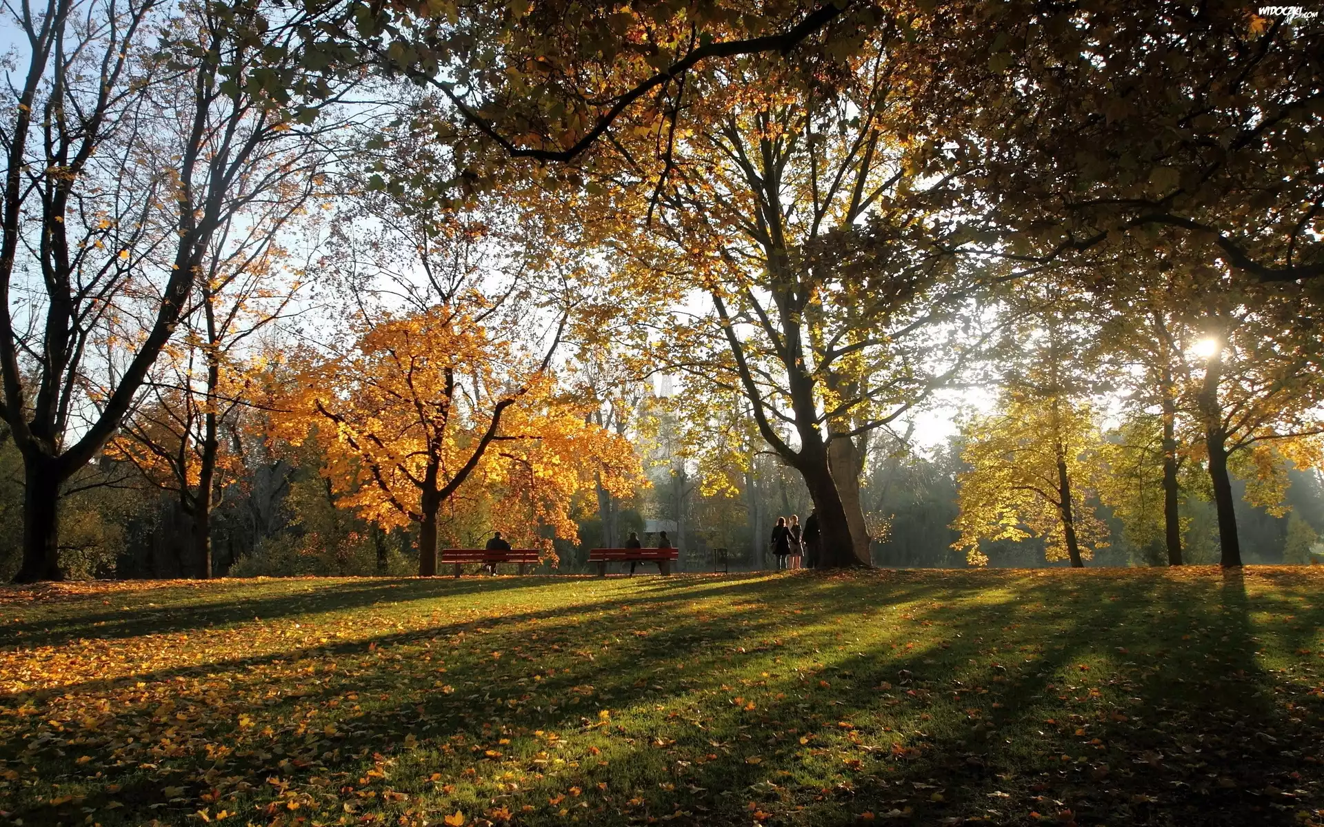 Park, Ludzie, Przebijające, Światło, Liście, Jesień