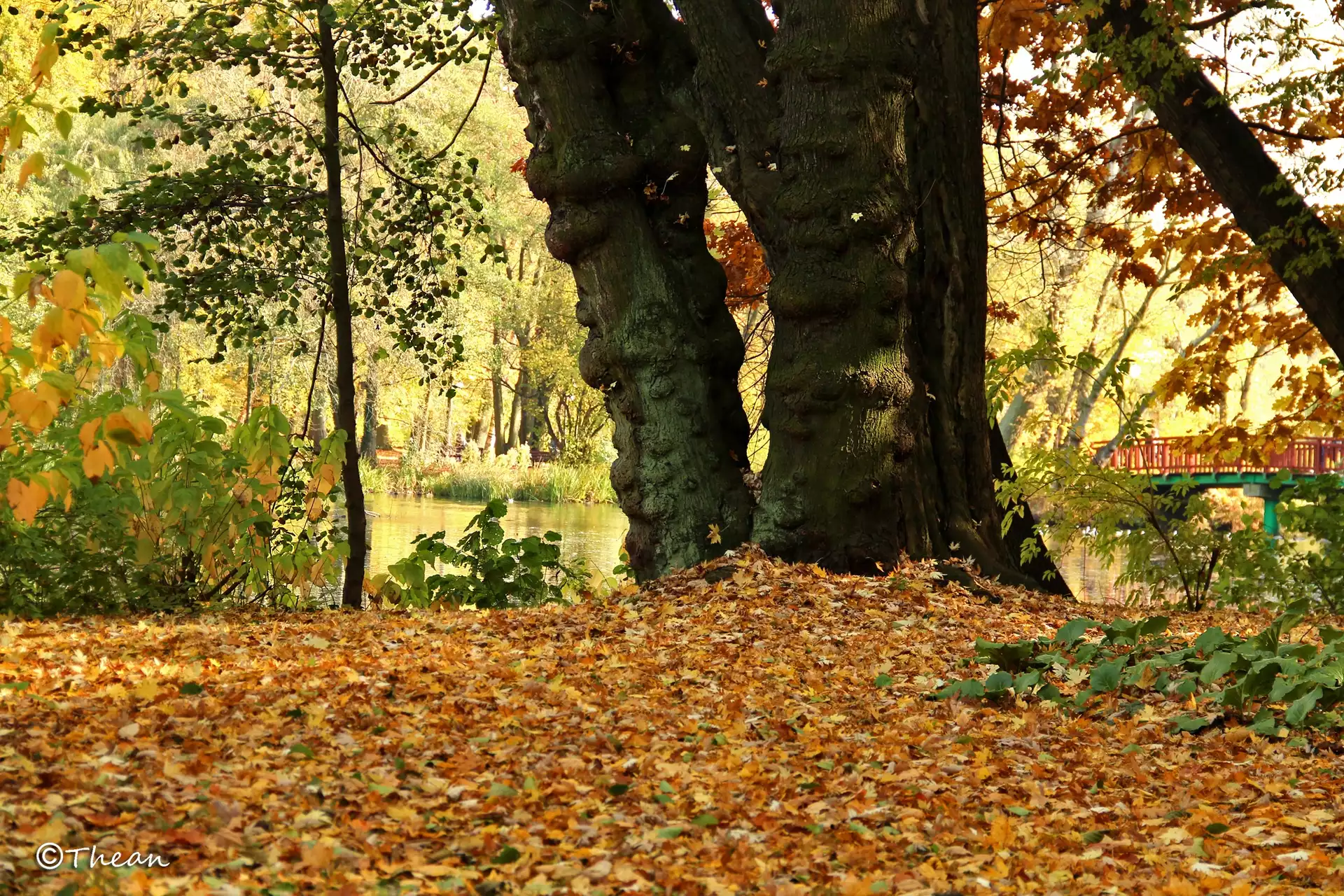 Park, Drzewa, Suche, Li¶cie, Jesień