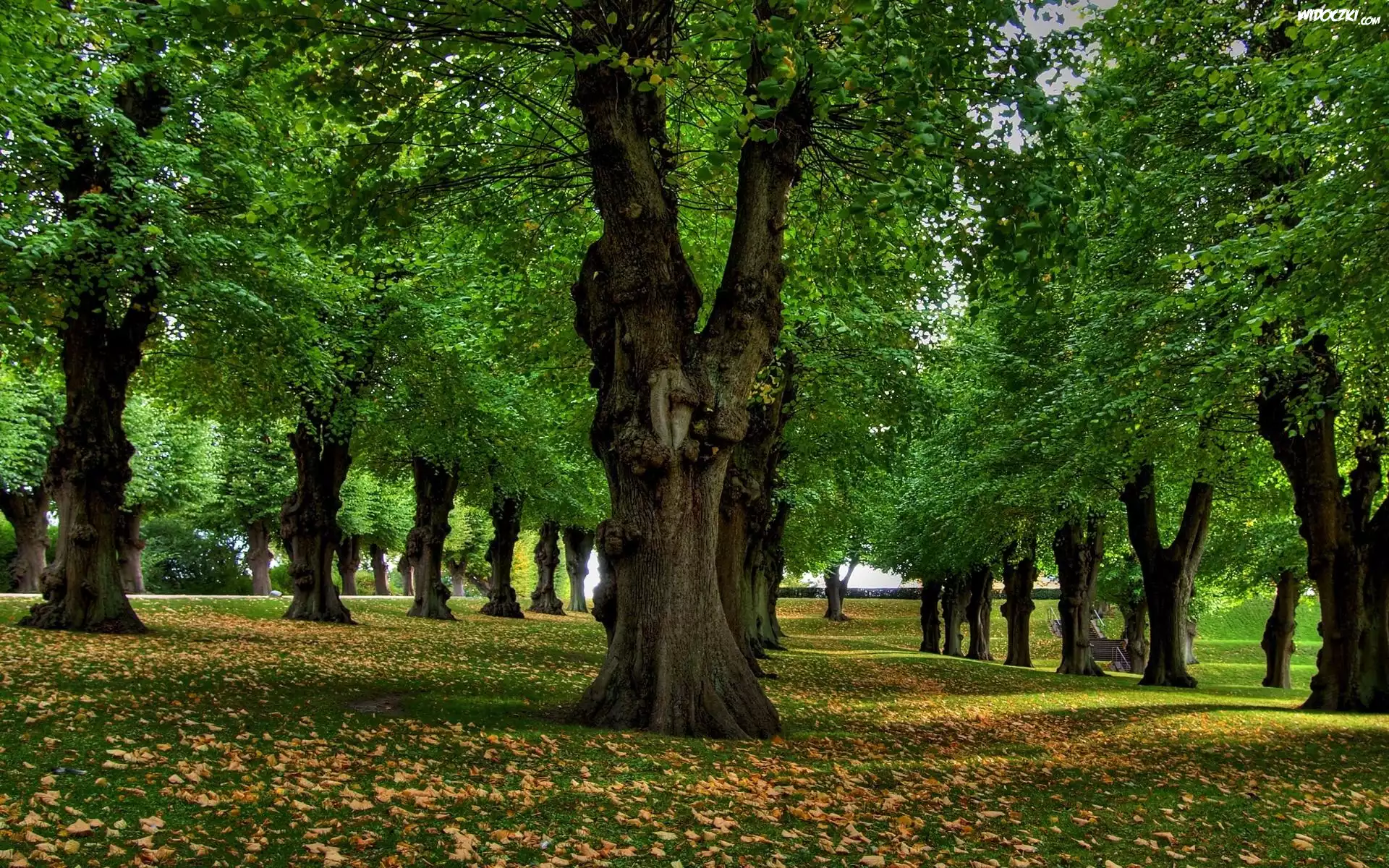 Park, Liście