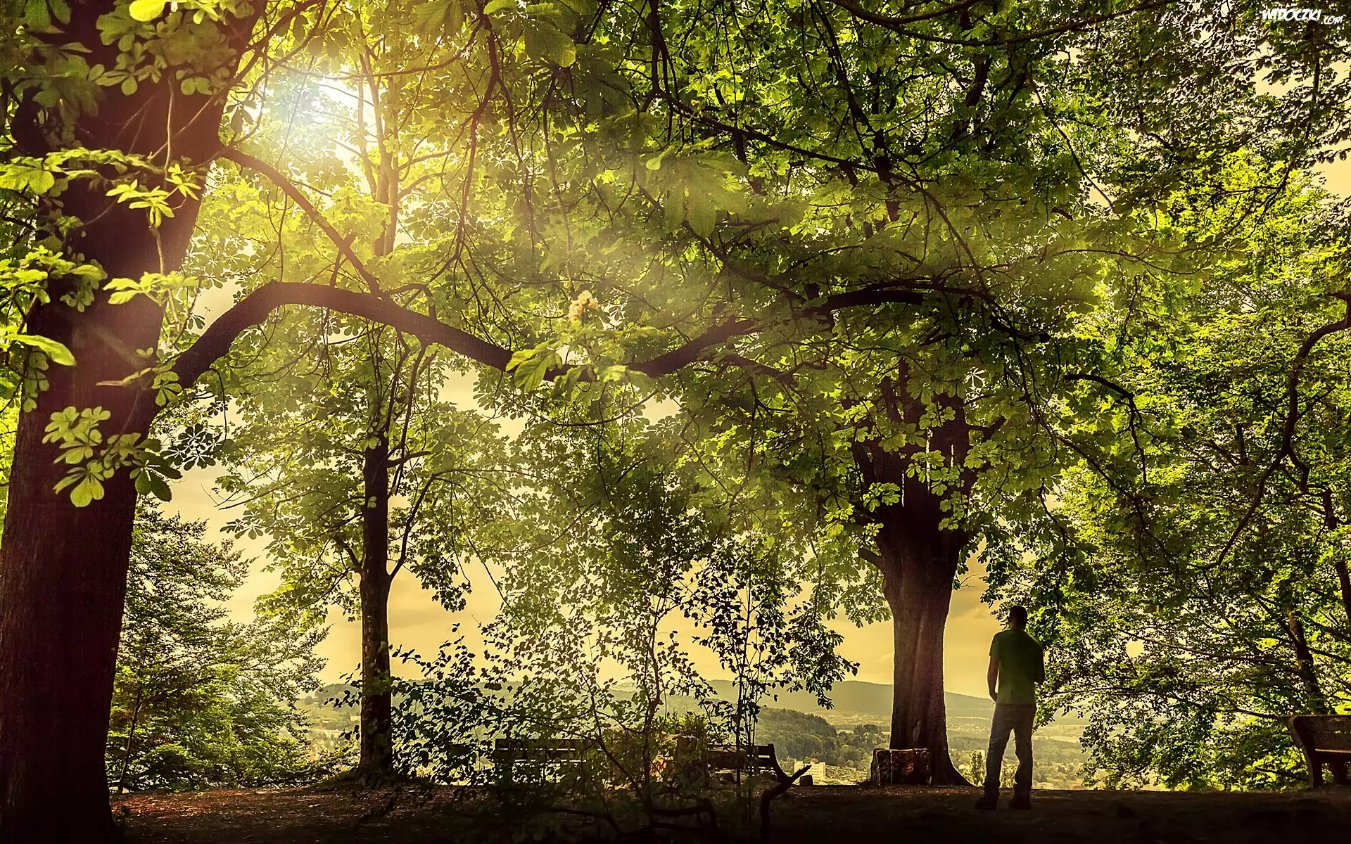 Park, Przebijające, Światło, Mężczyzna, Drzewa