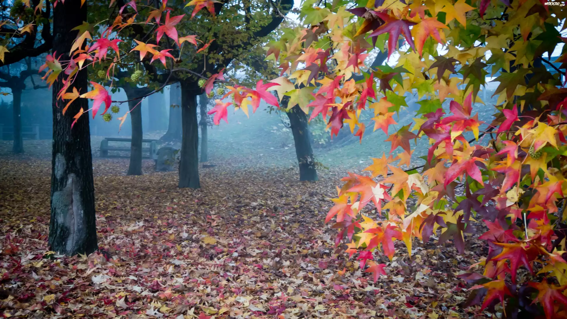 Park, Drzewa, Liście, Ławka, Mgła, Jesień